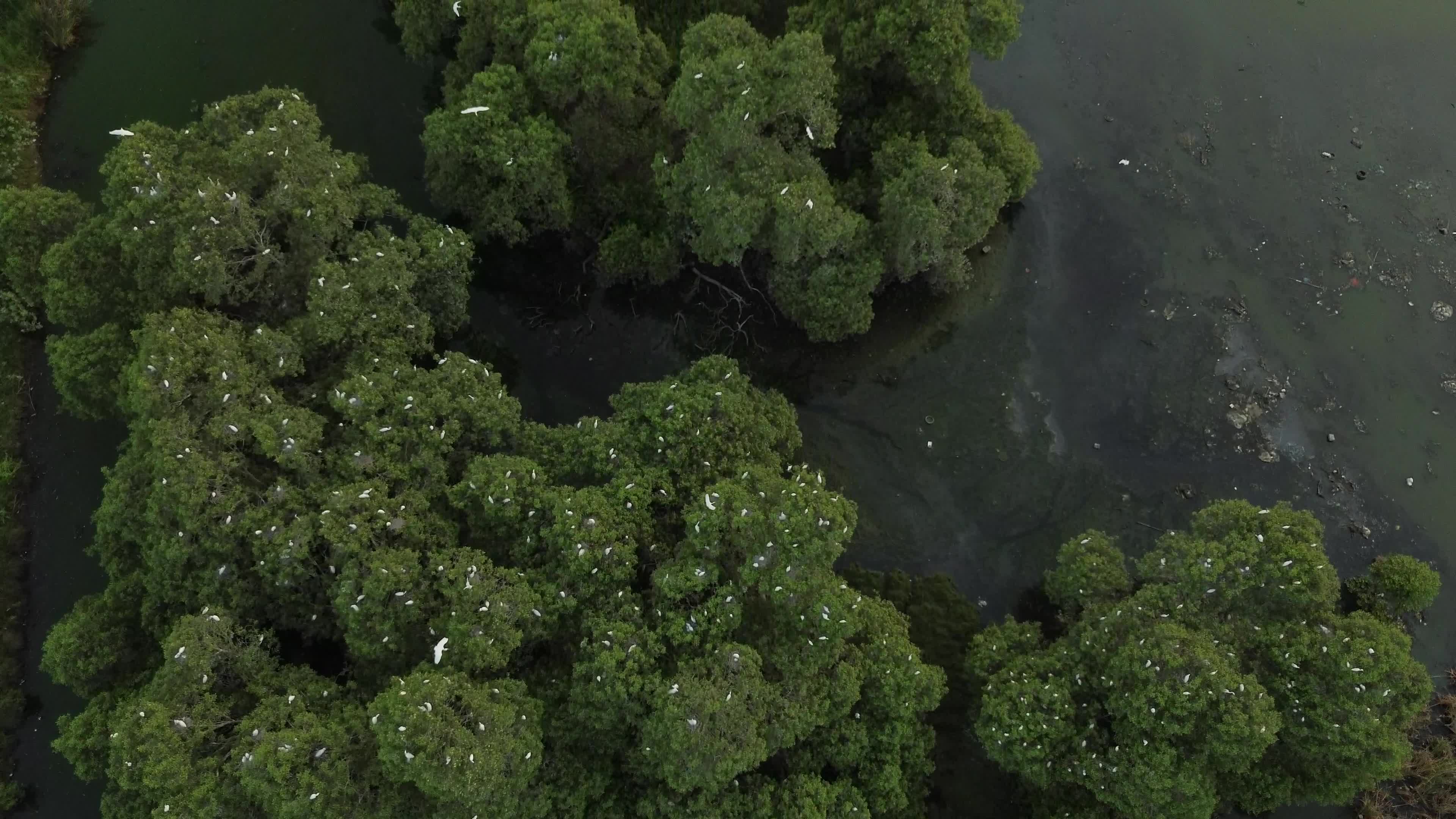 Egrets Flying Over Mangrove Forests in Aceh