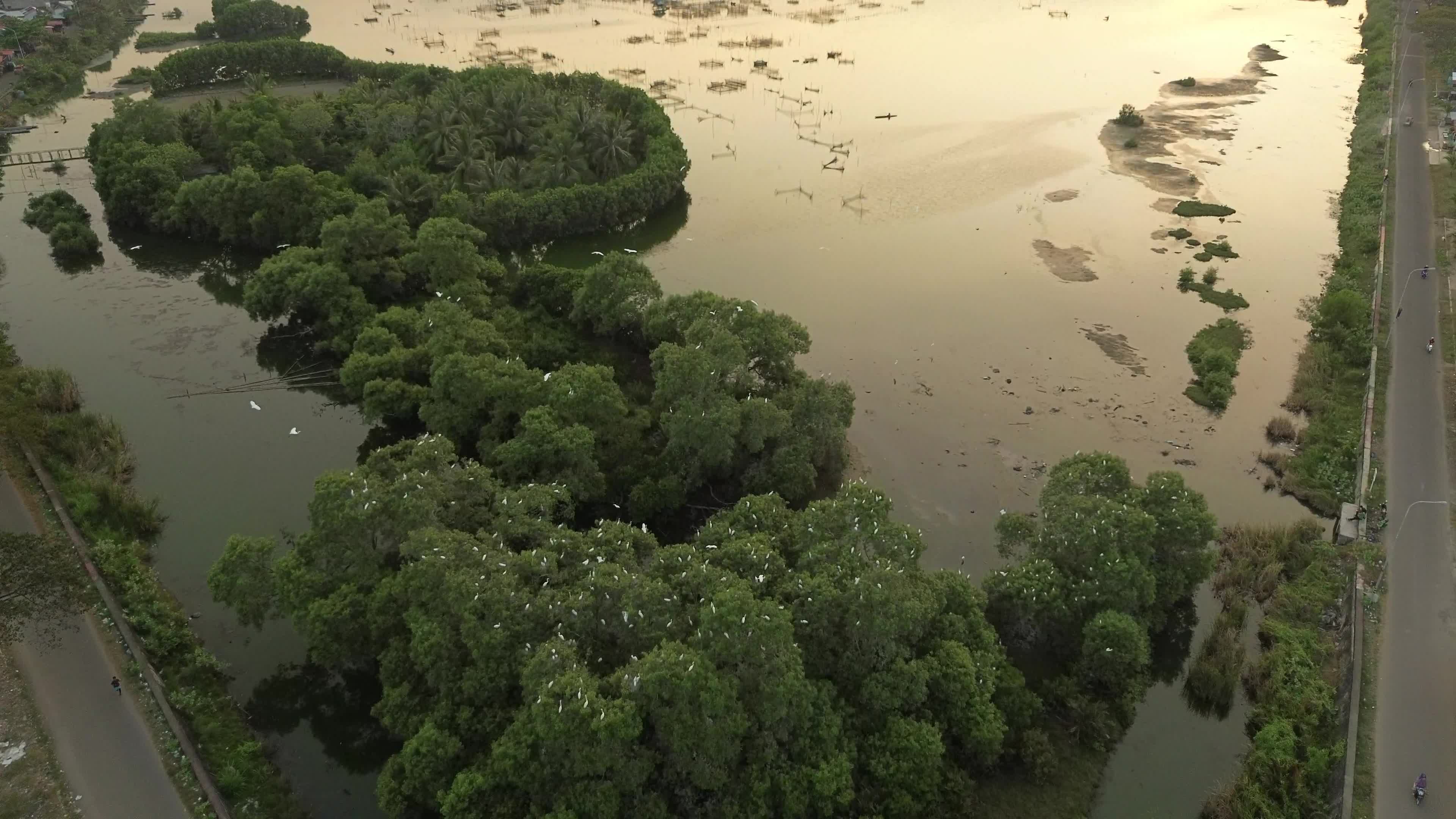 Egrets Flying Over Mangrove Forests in Aceh