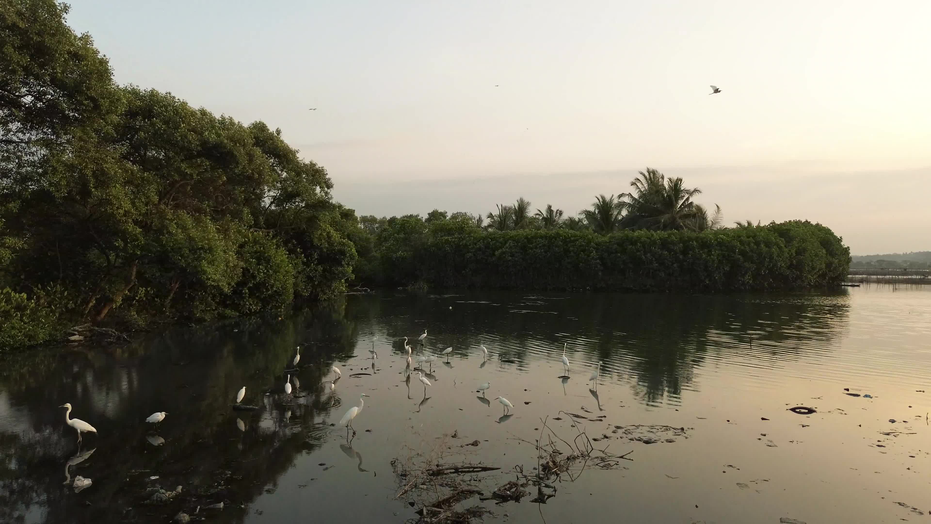 Egrets Flying Over Mangrove Forests in Aceh