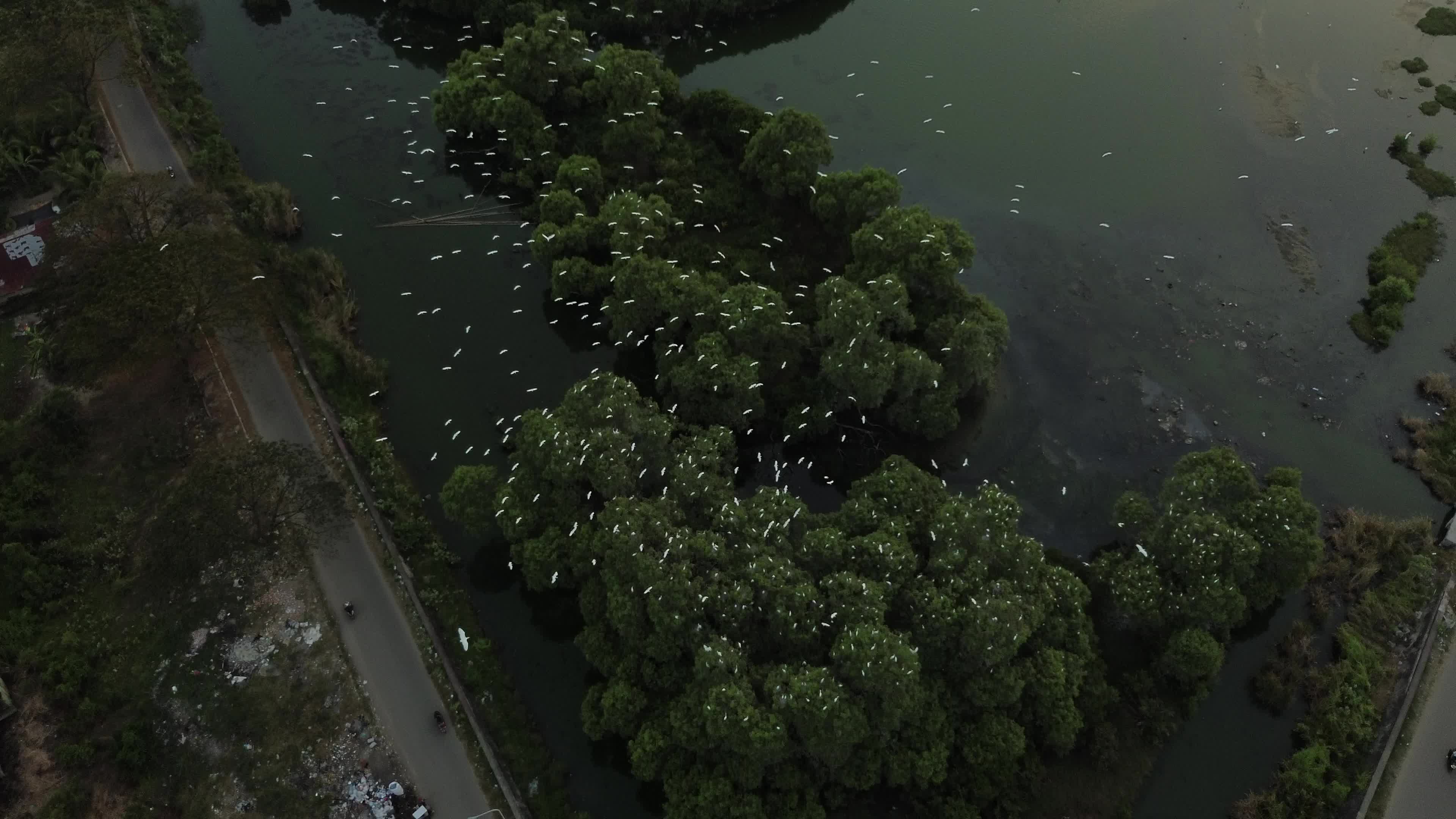 Egrets Flying Over Mangrove Forests in Aceh
