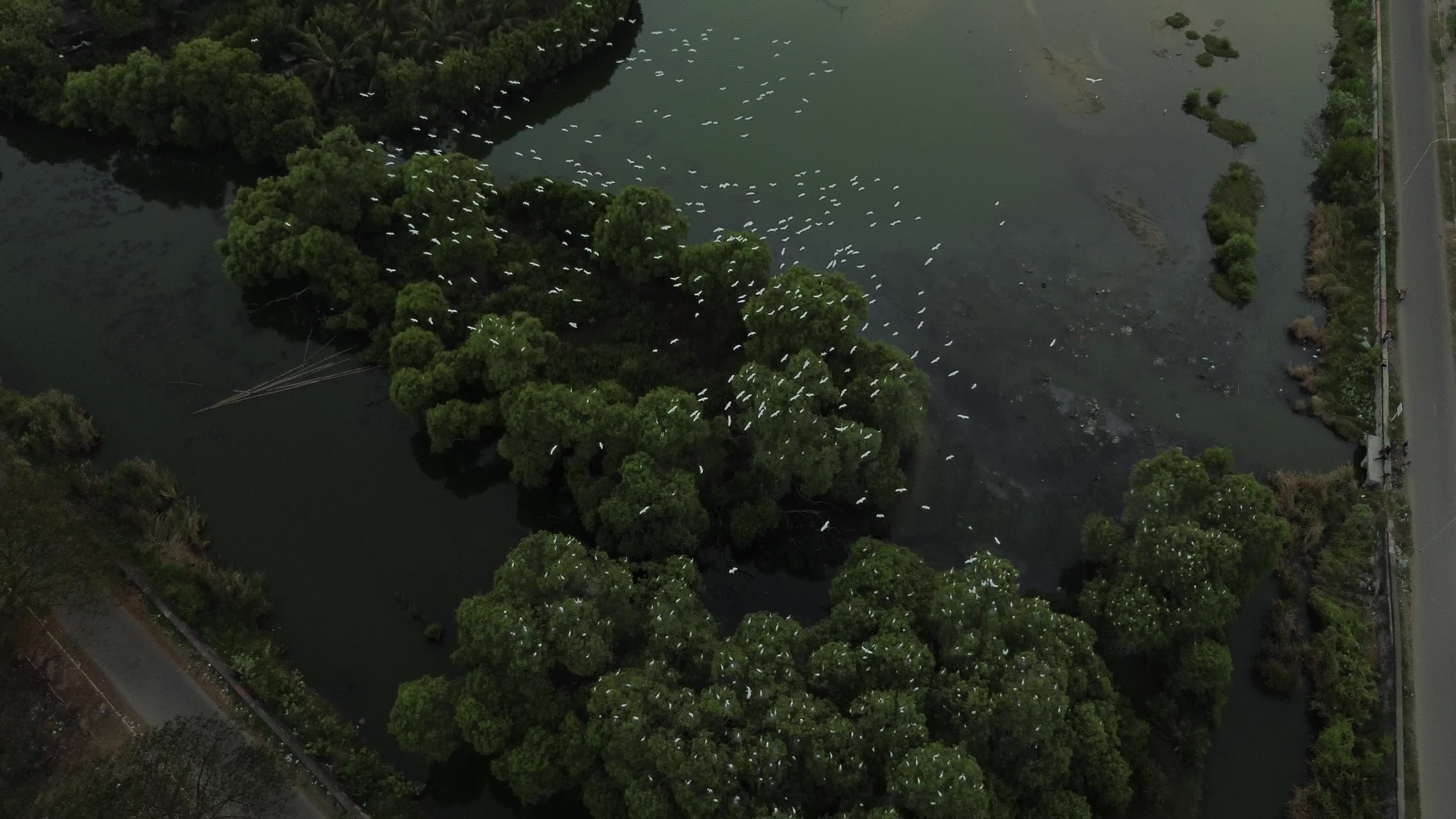 Egrets Flying Over Mangrove Forests in Aceh