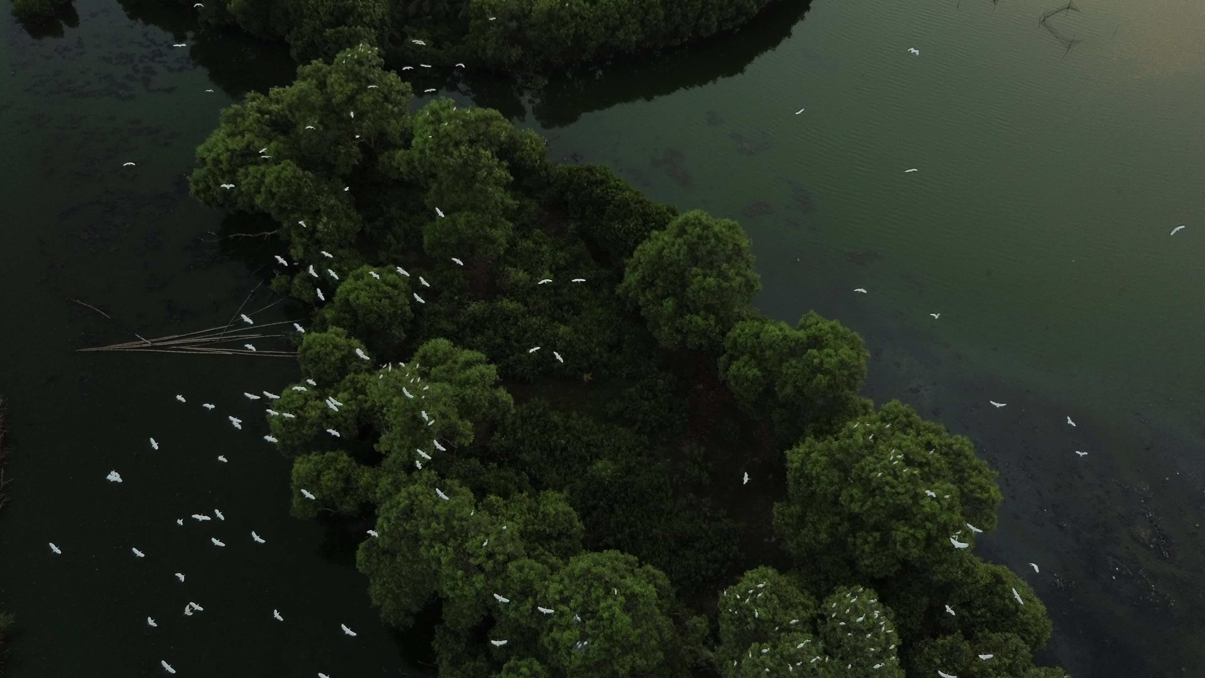 Egrets Flying Over Mangrove Forests in Aceh