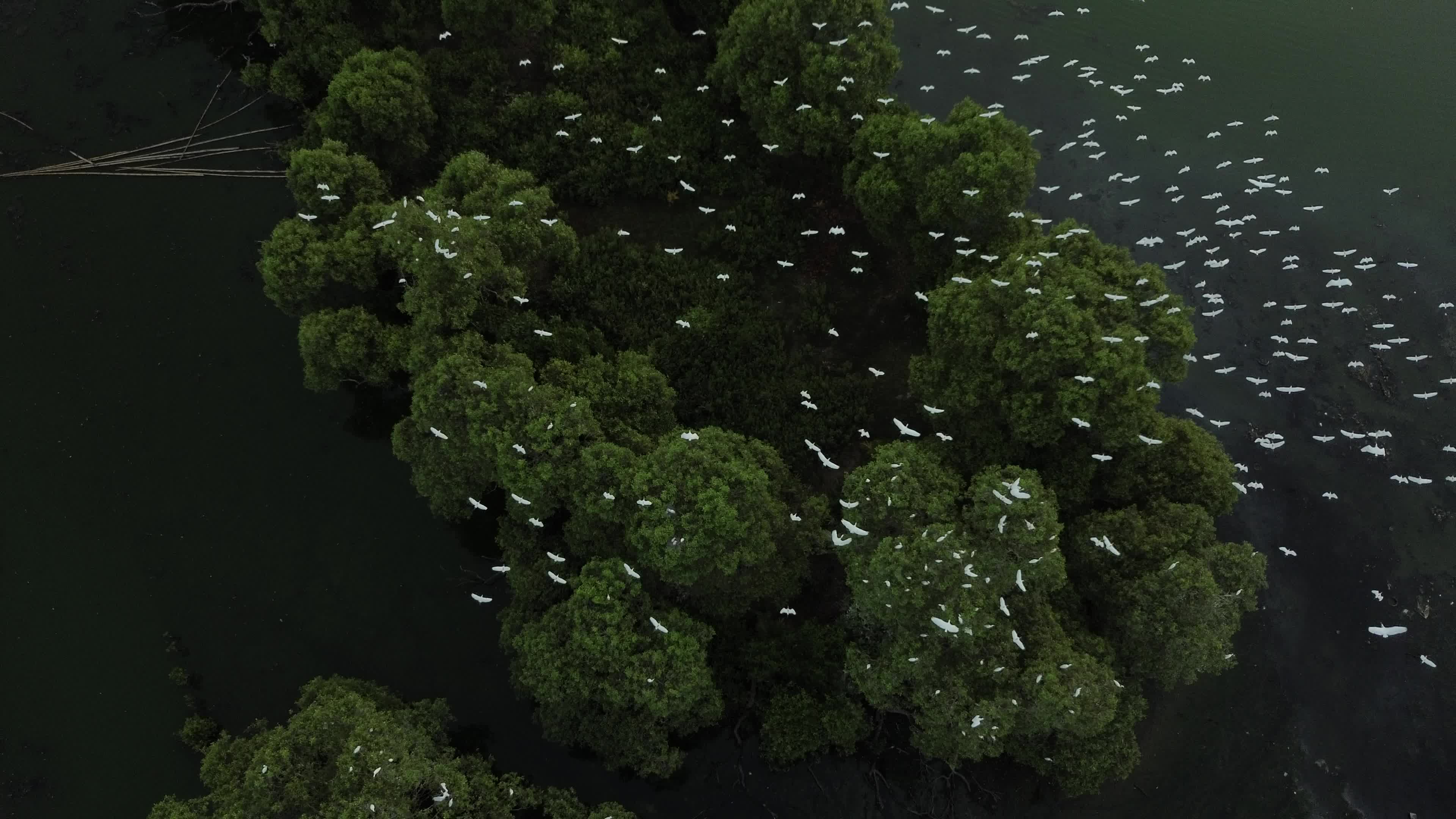 Egrets Flying Over Mangrove Forests in Aceh