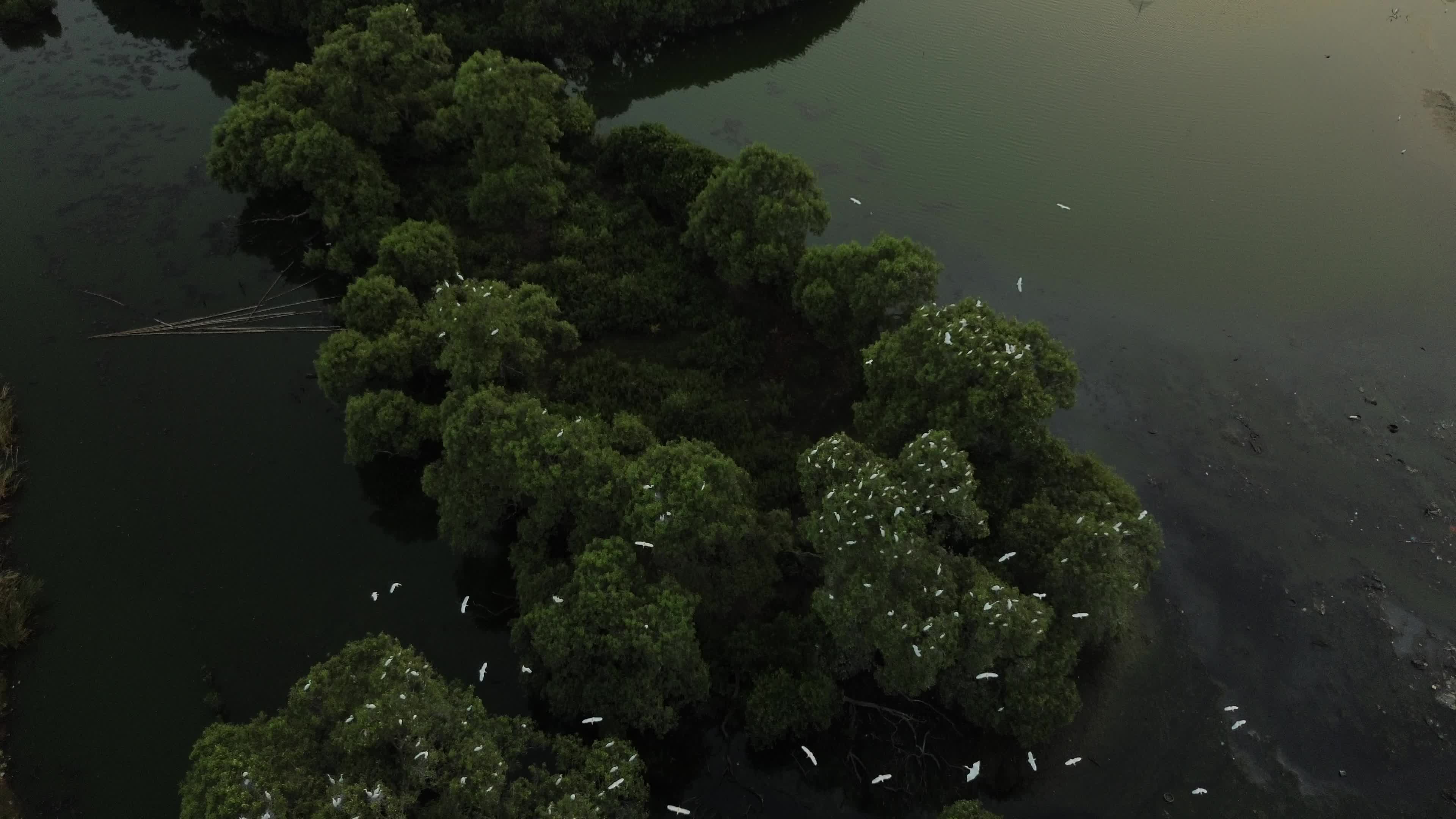 Egrets Flying Over Mangrove Forests in Aceh