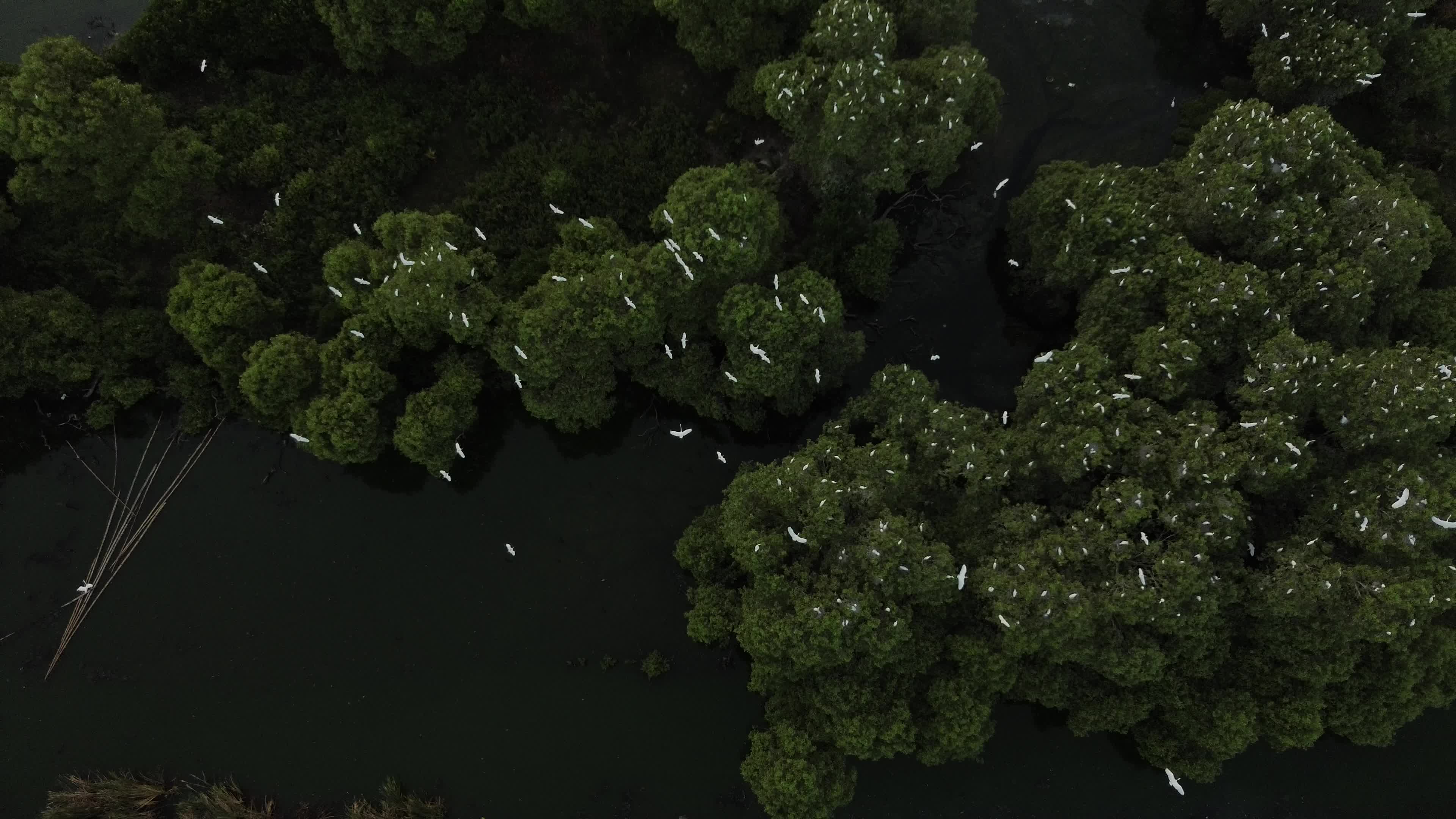 Egrets Flying Over Mangrove Forests in Aceh