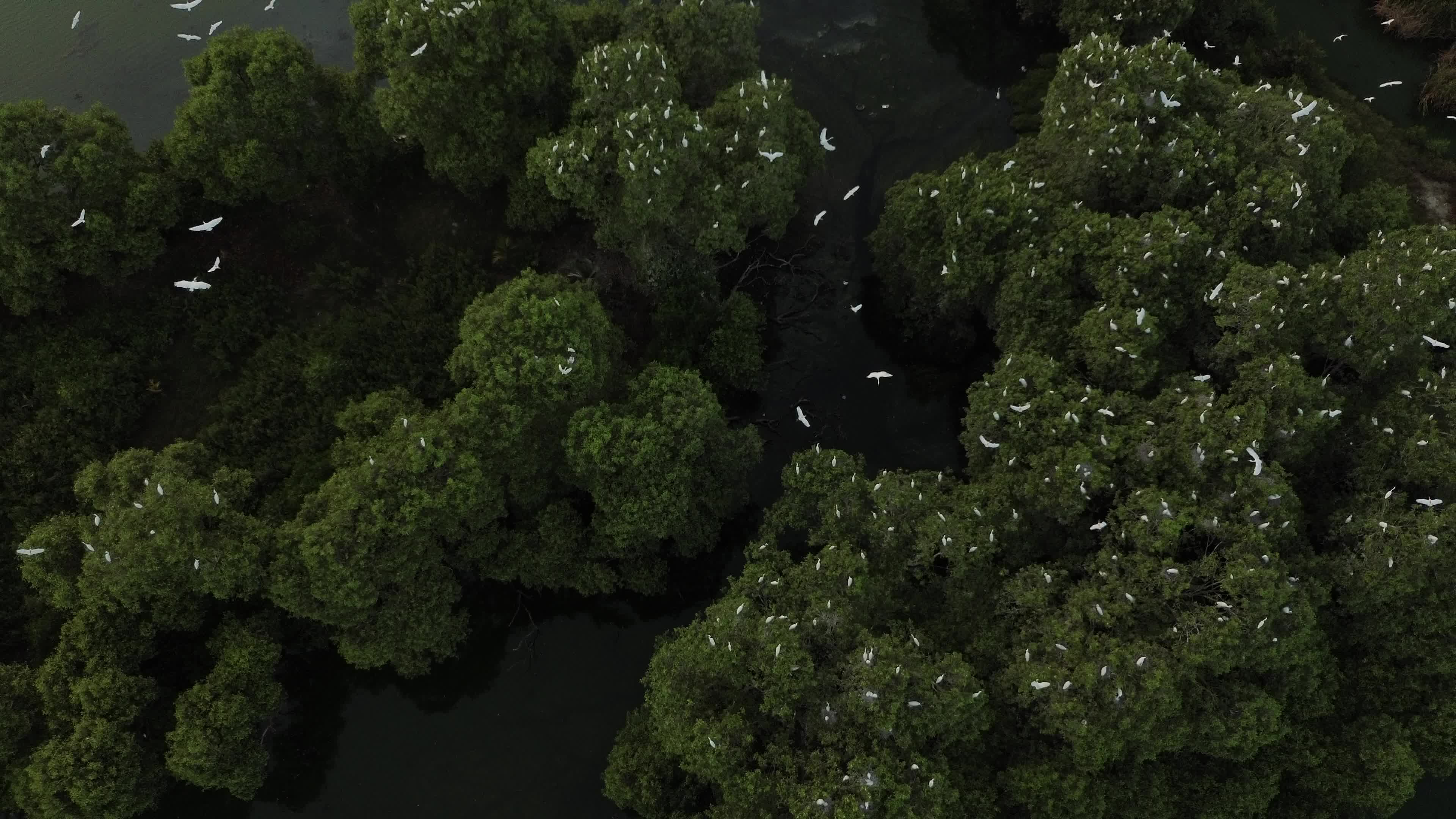 Egrets Flying Over Mangrove Forests in Aceh
