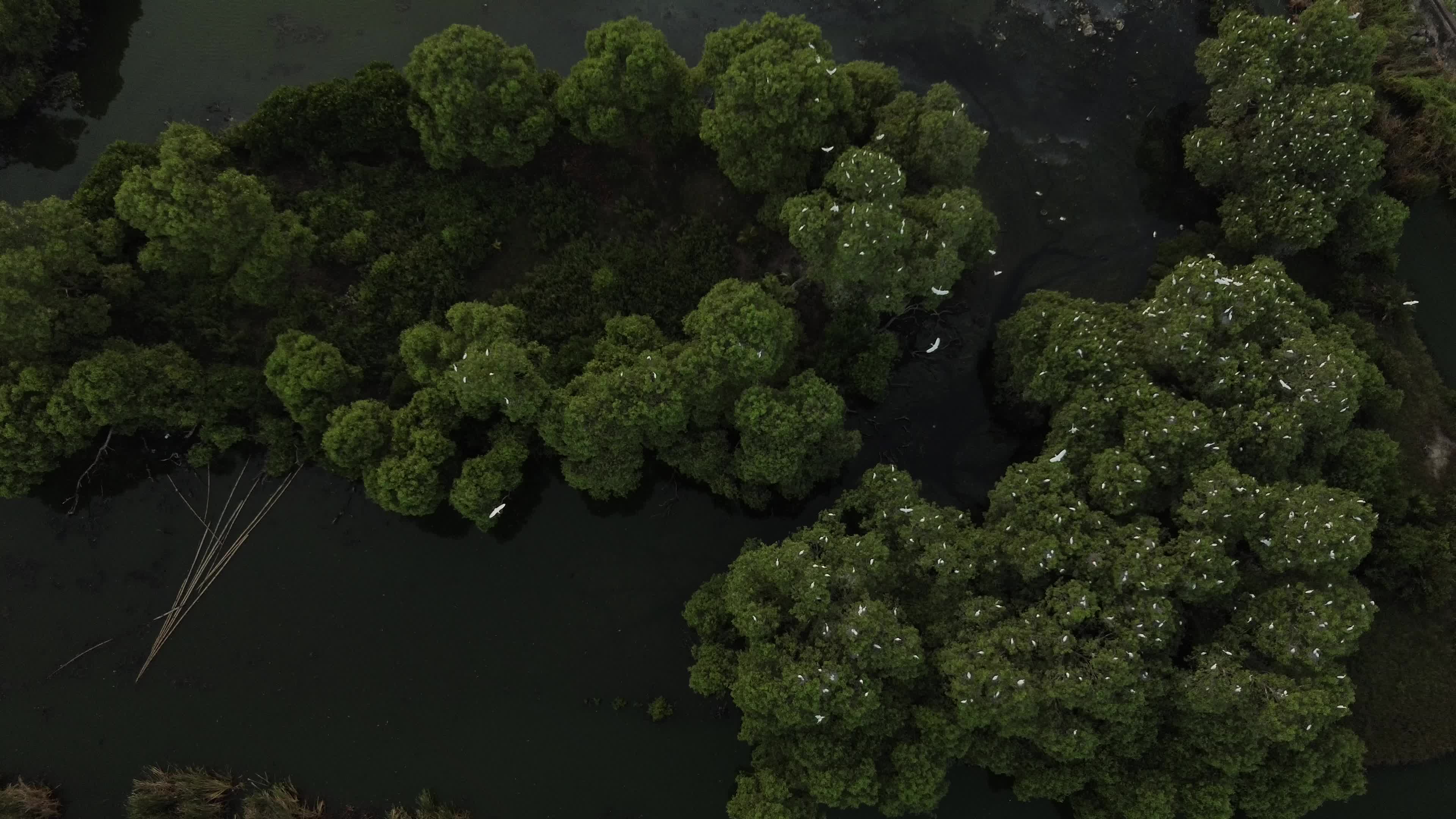 Egrets Flying Over Mangrove Forests in Aceh