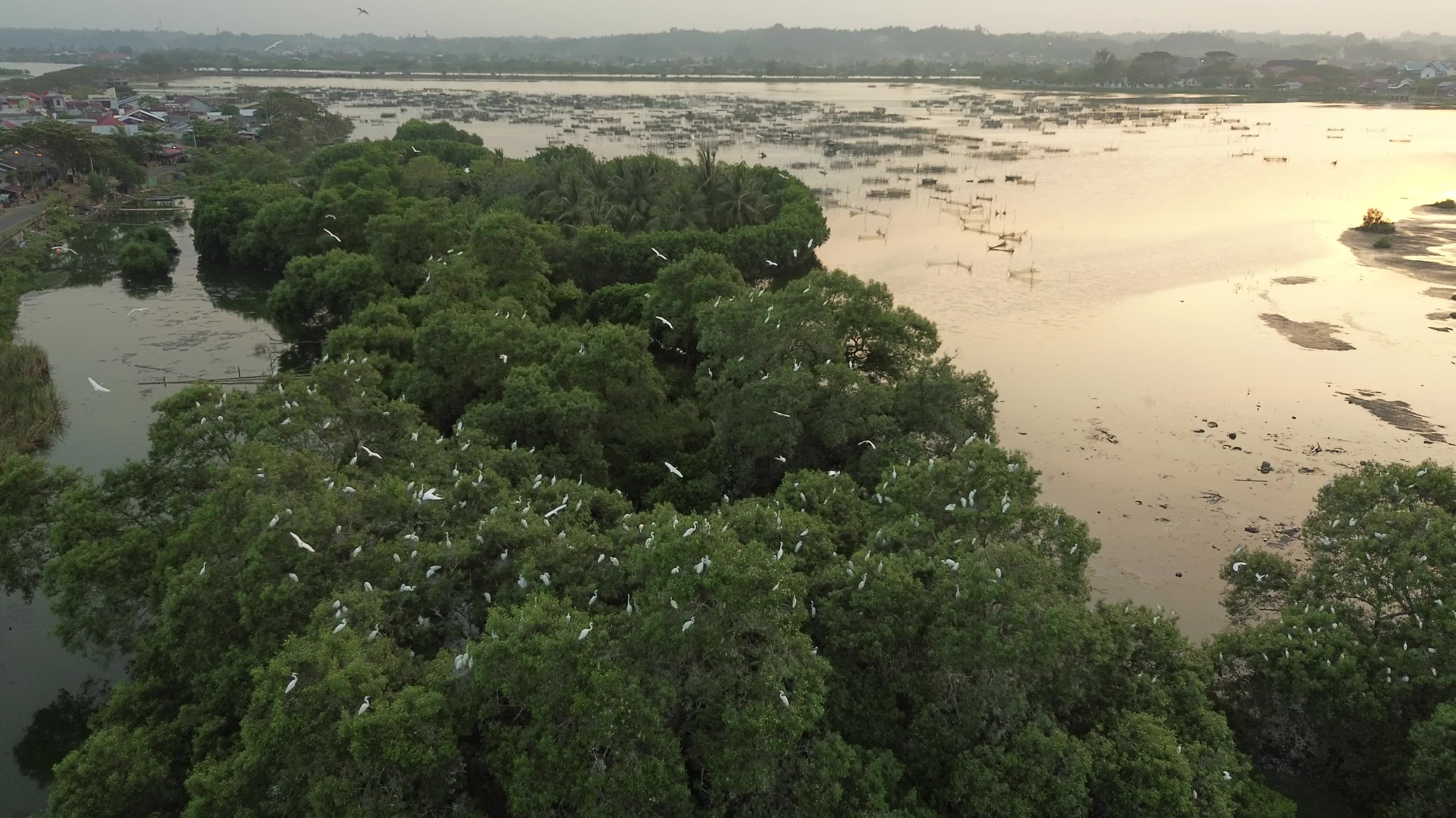 Egrets Flying Over Mangrove Forests in Aceh