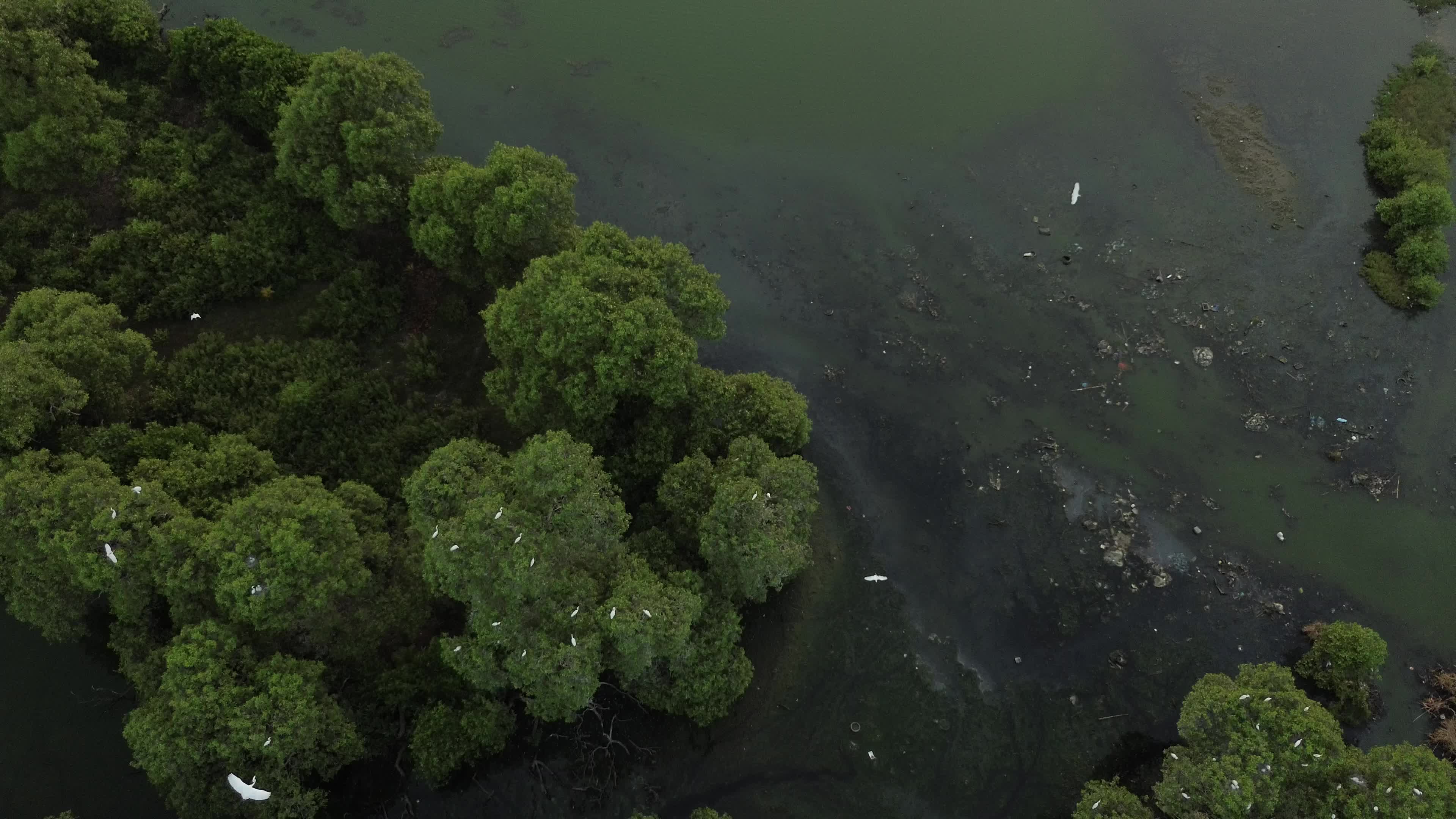 Egrets Flying Over Mangrove Forests in Aceh