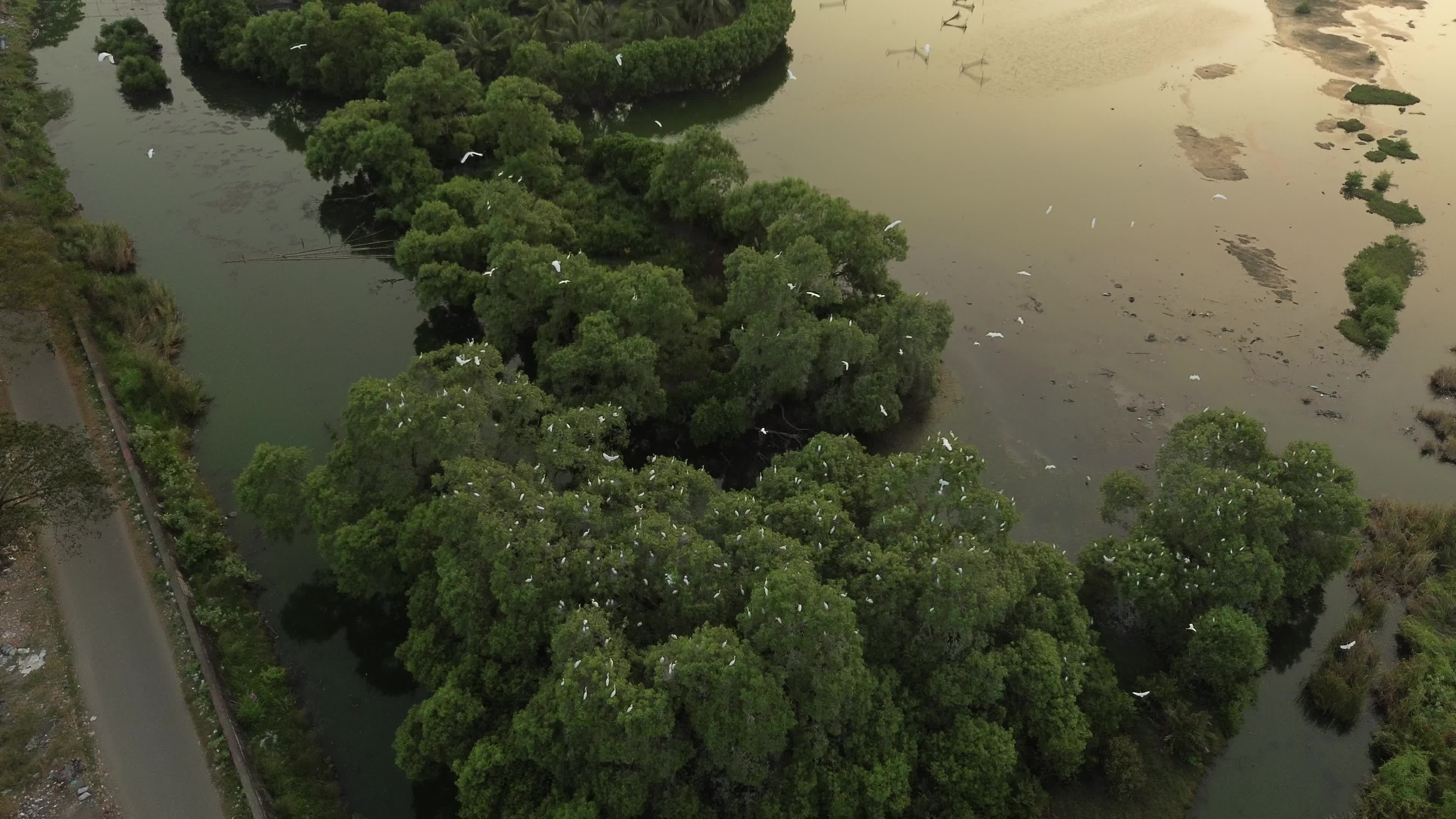Egrets Flying Over Mangrove Forests in Aceh