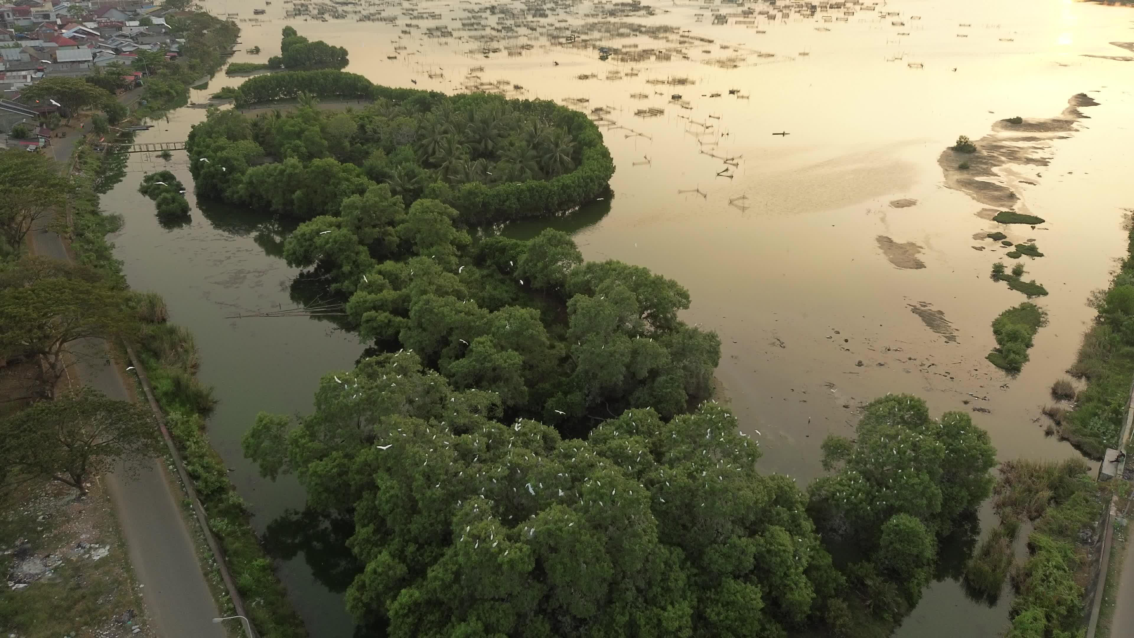 Egrets Flying Over Mangrove Forests in Aceh