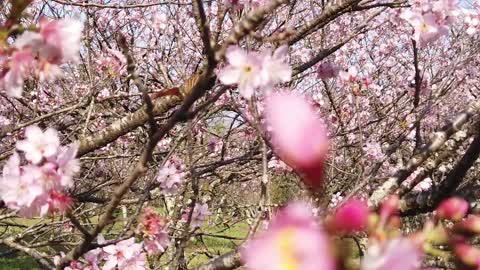 Cherry blossom bloom in Brazil