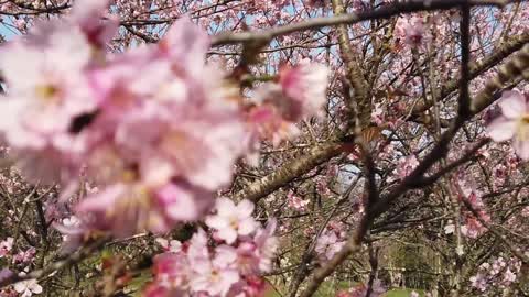 Cherry blossom bloom in Brazil