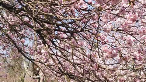 Cherry blossom bloom in Brazil