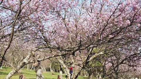 Cherry blossom bloom in Brazil