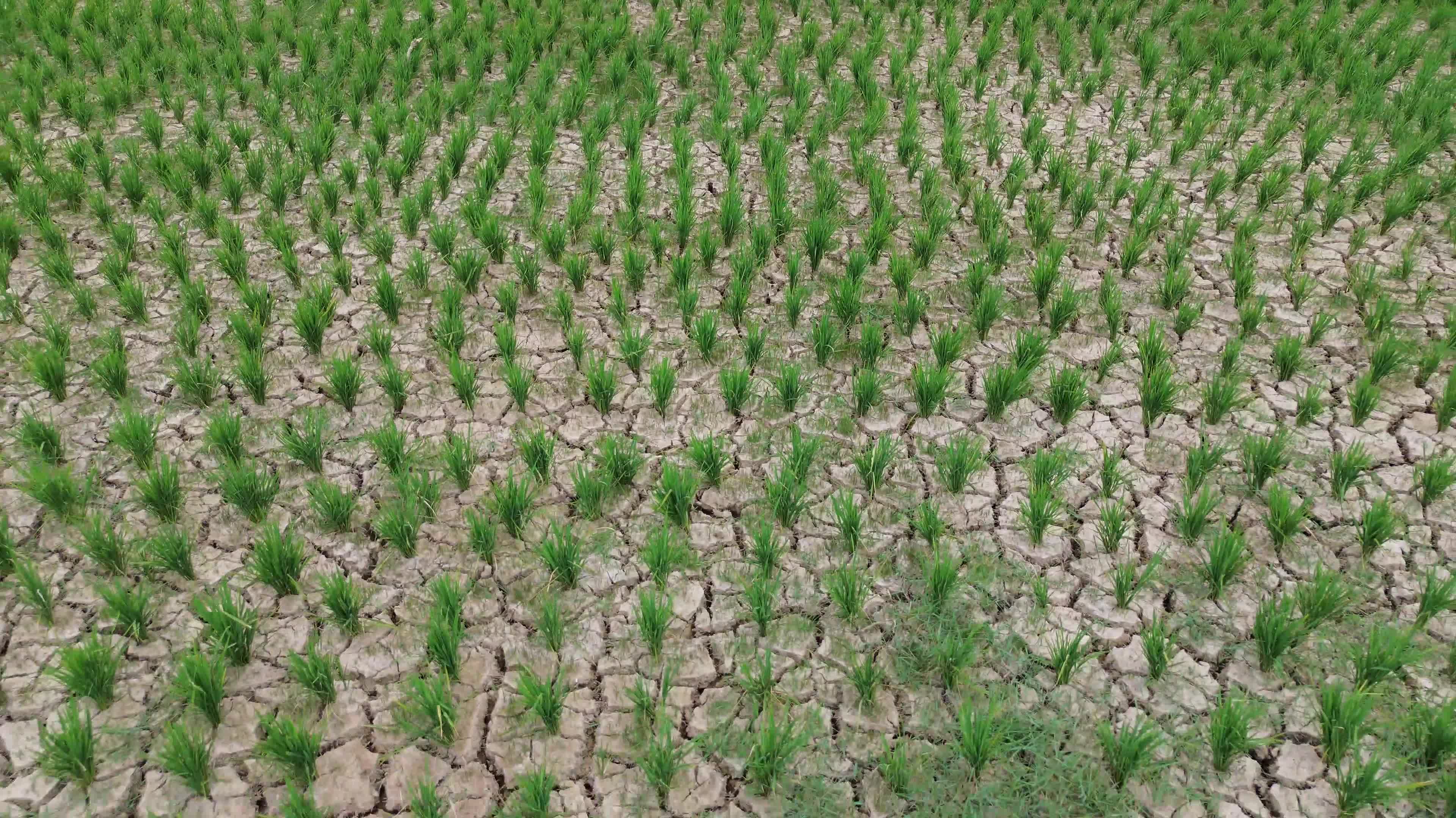 Rice Field Drought in Aceh