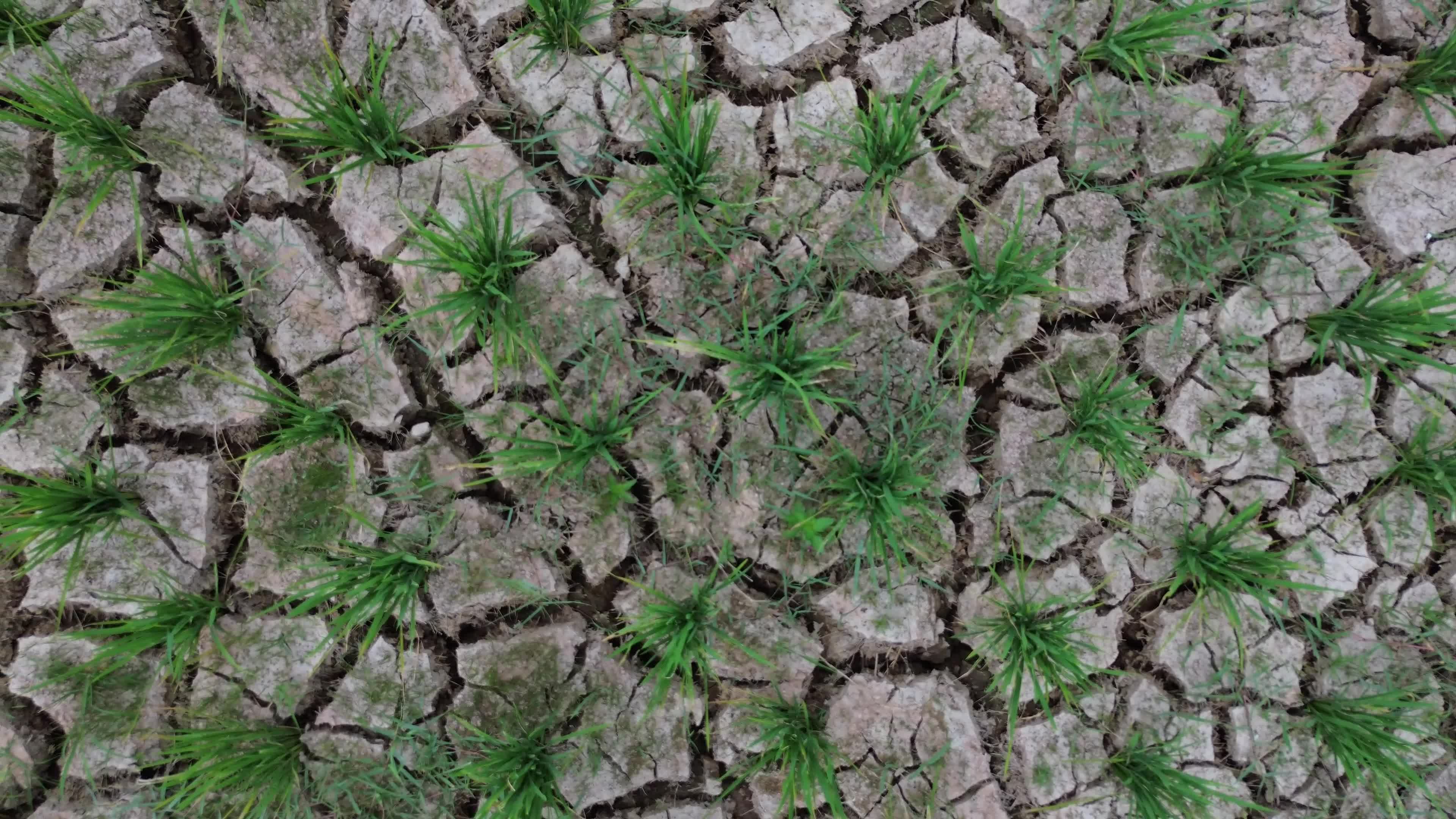Rice Field Drought in Aceh