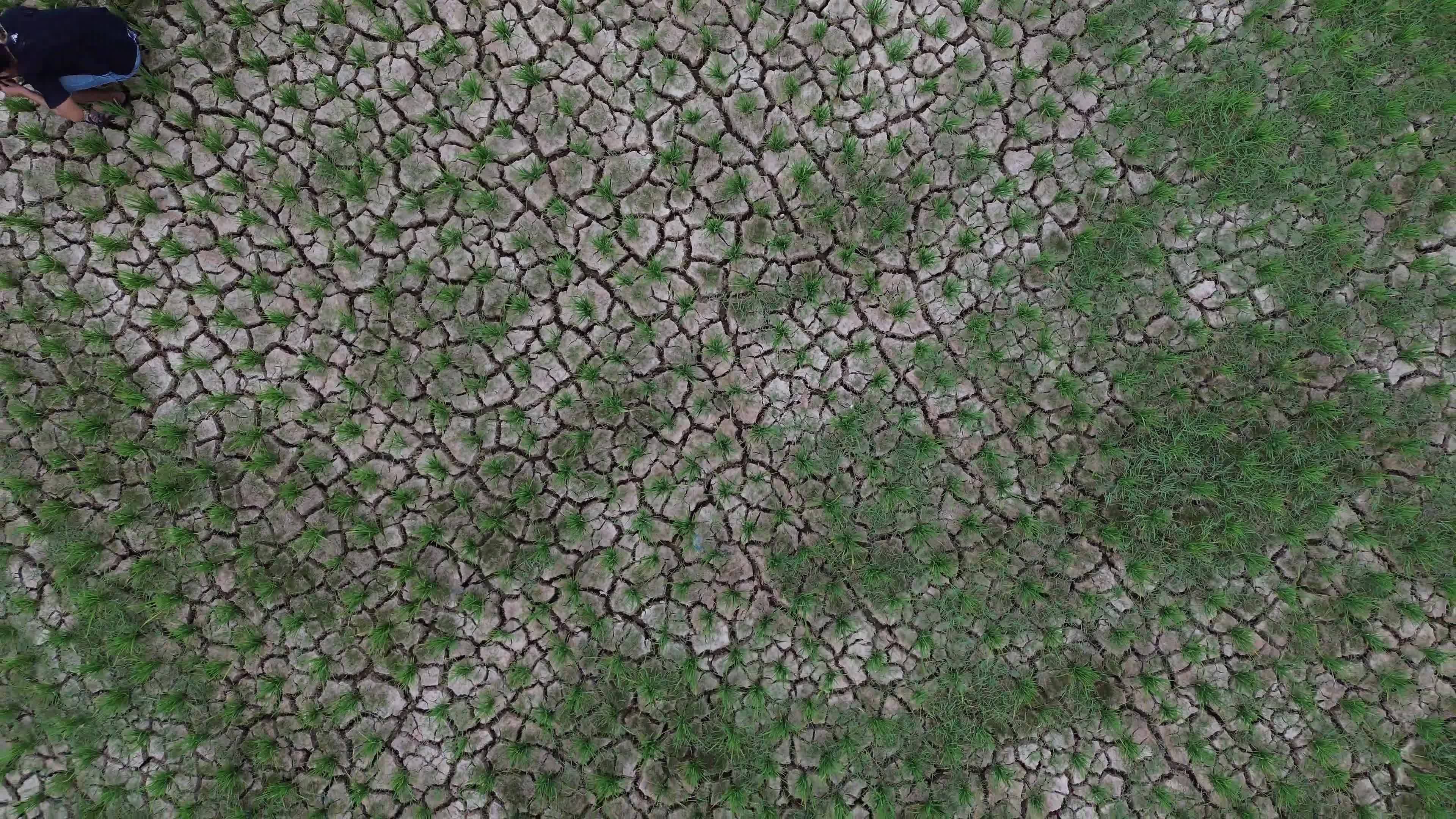 Rice Field Drought in Aceh