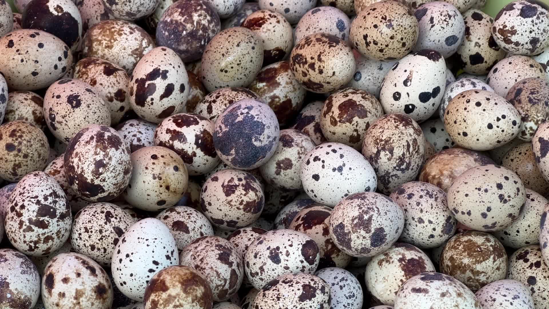 Quail eggs