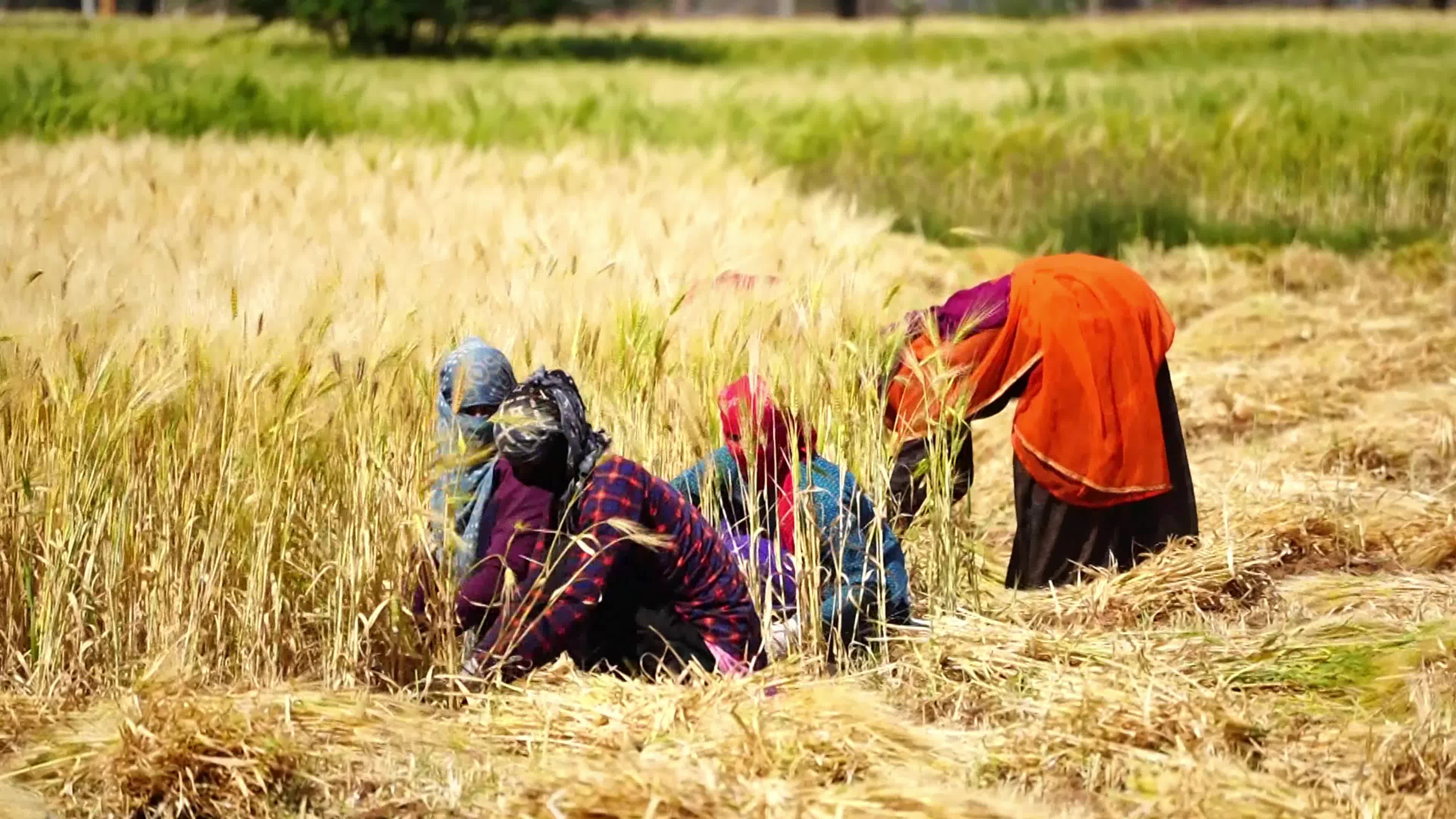Indian Women Farmers Harvest Barley Crop On International Women's Day