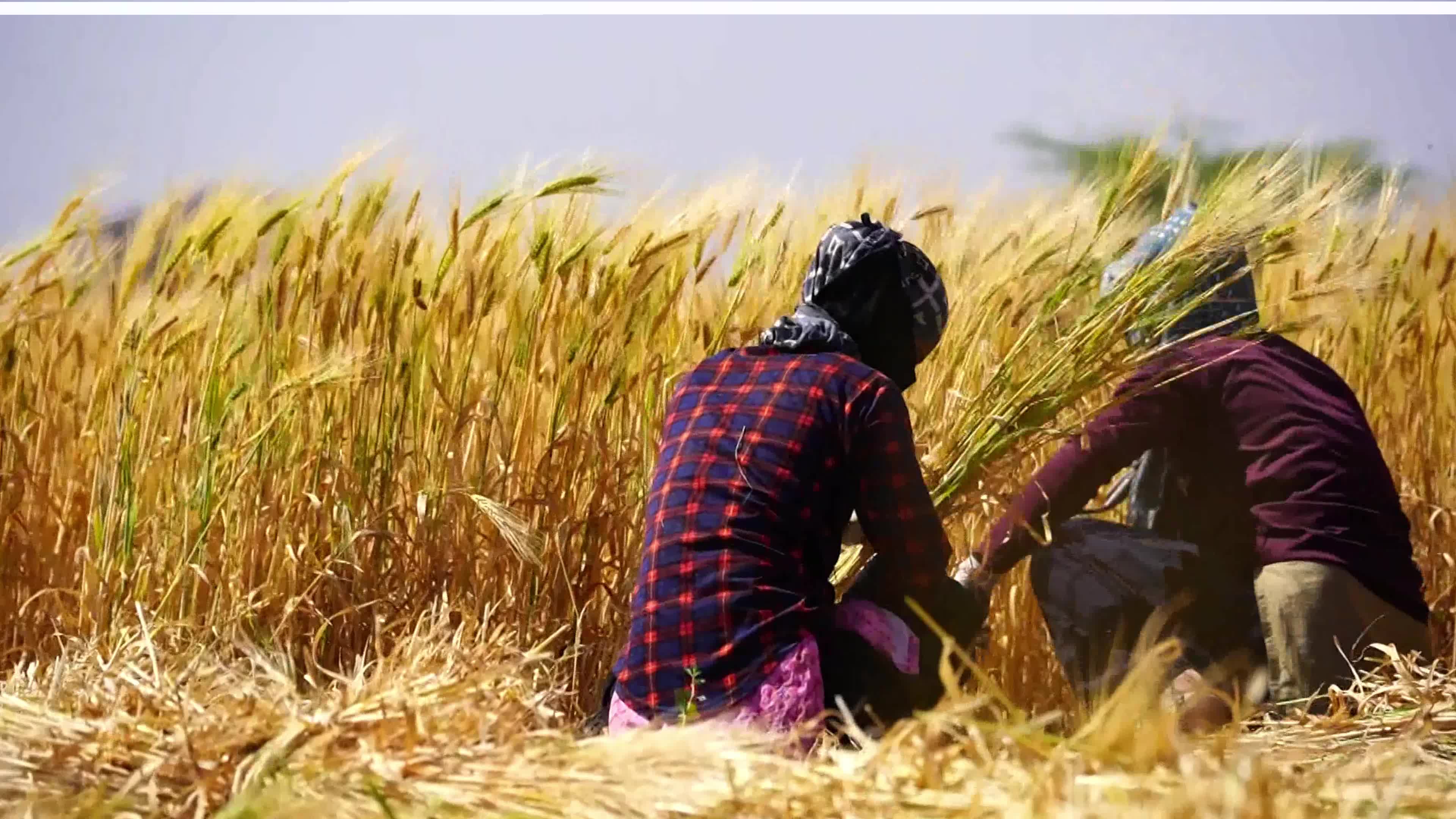 Indian Women Farmers Harvest Barley Crop On International Women's Day