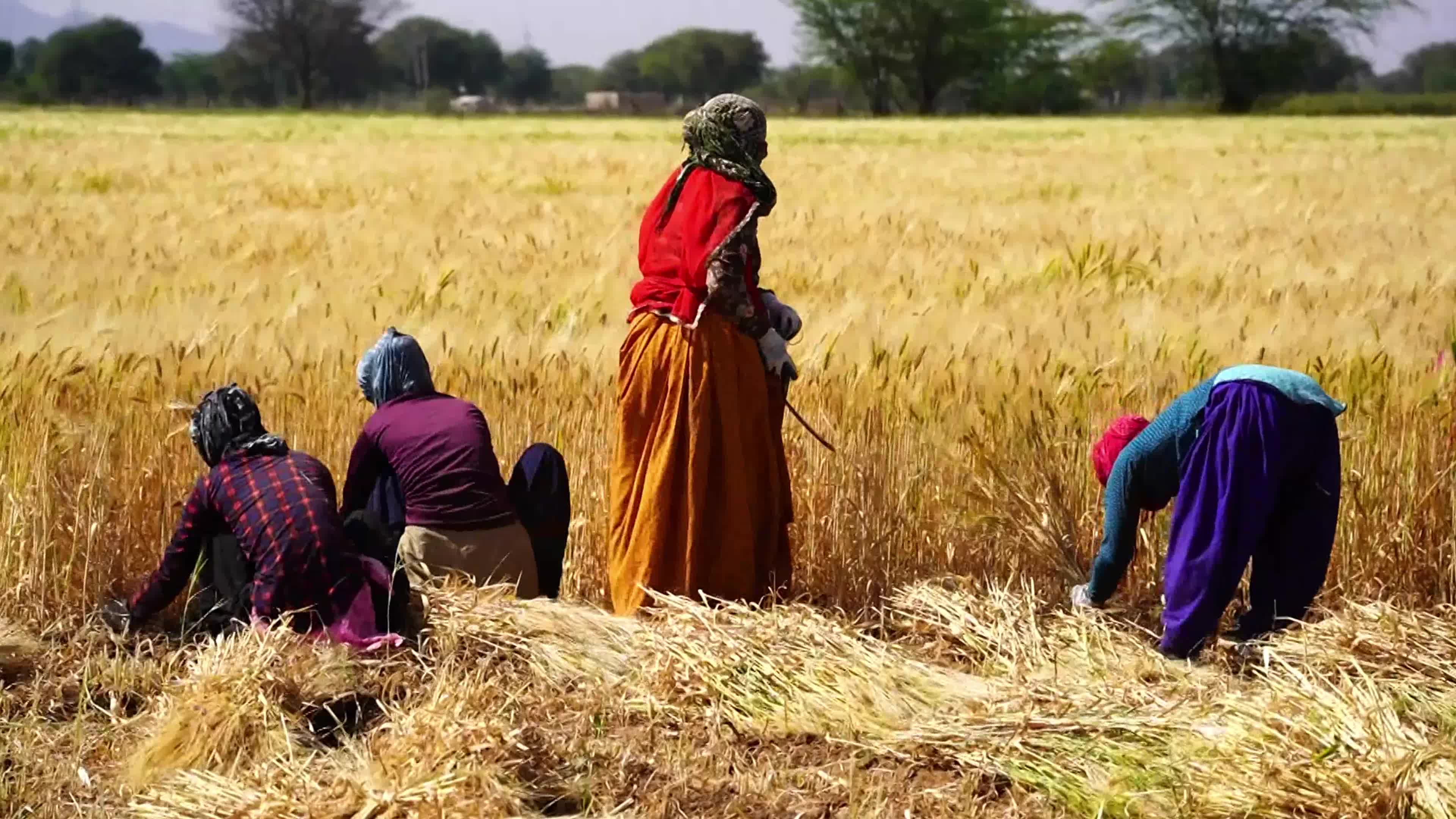 Indian Women Farmers Harvest Barley Crop On International Women's Day