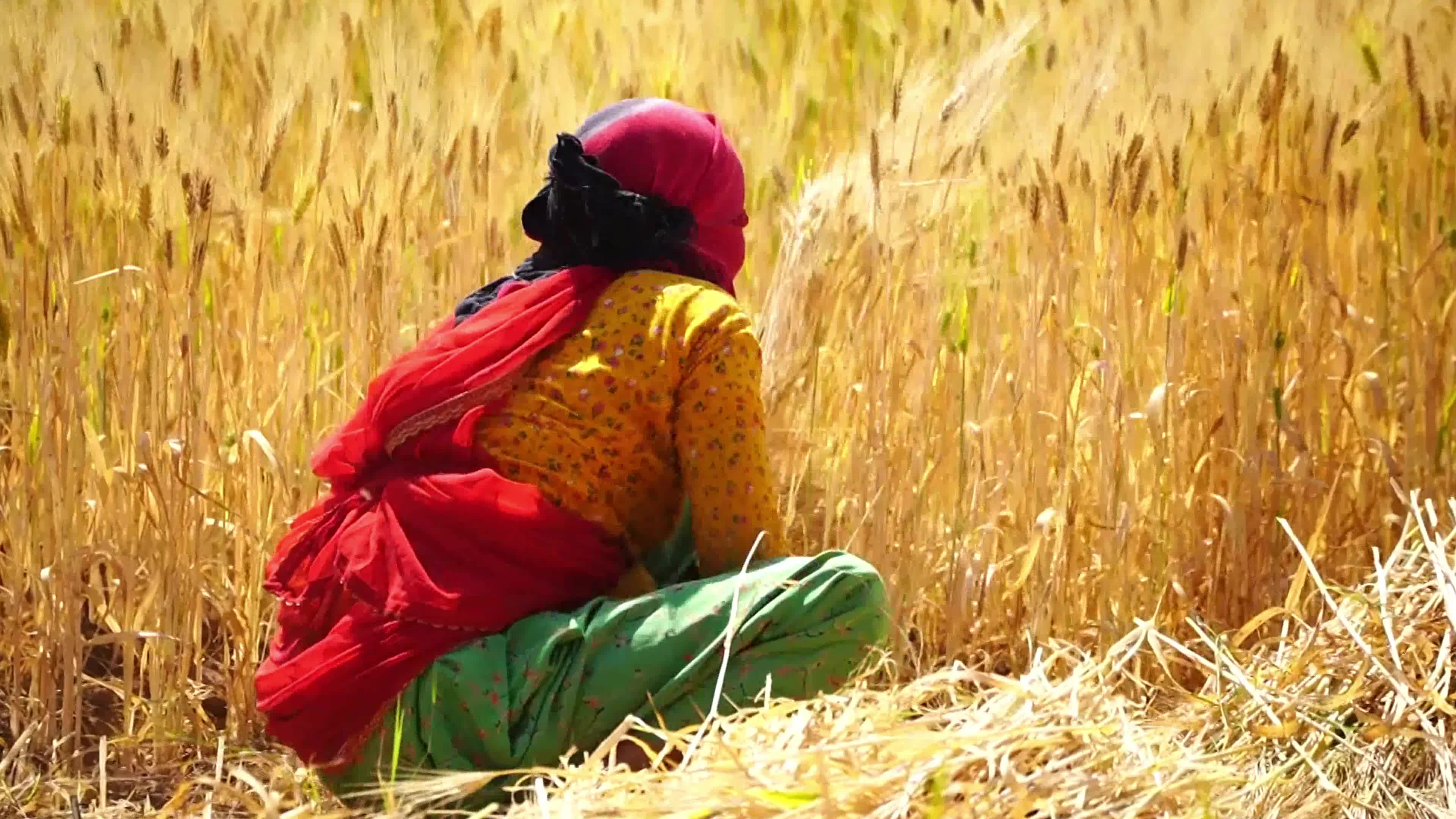 Indian Women Farmers Harvest Barley Crop On International Women's Day