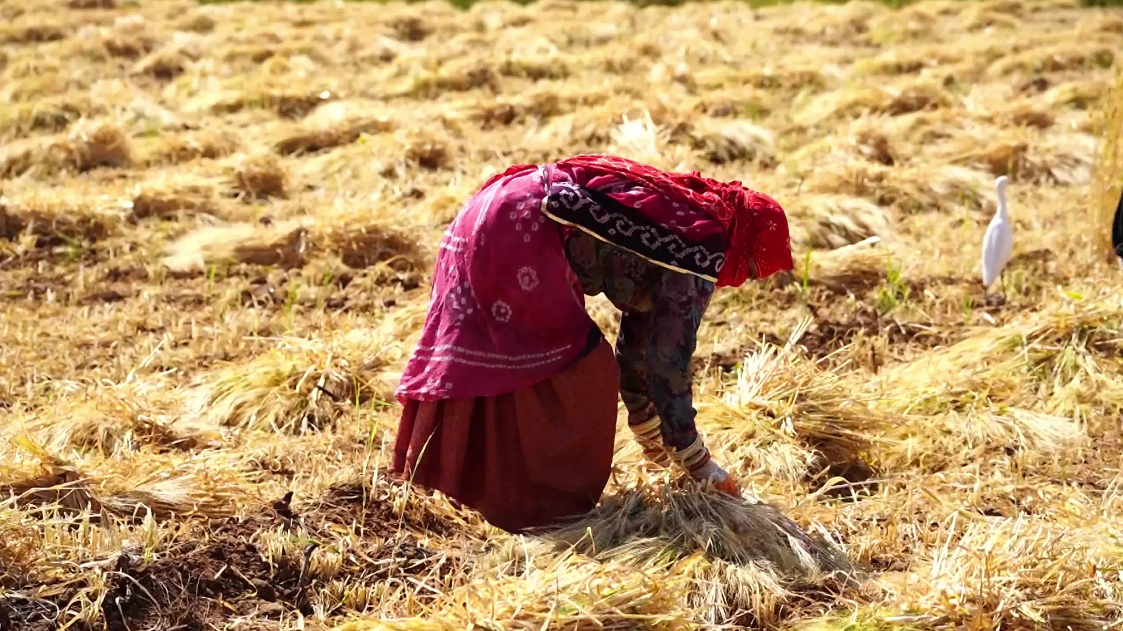Indian Women Farmers Harvest Barley Crop On International Women's Day