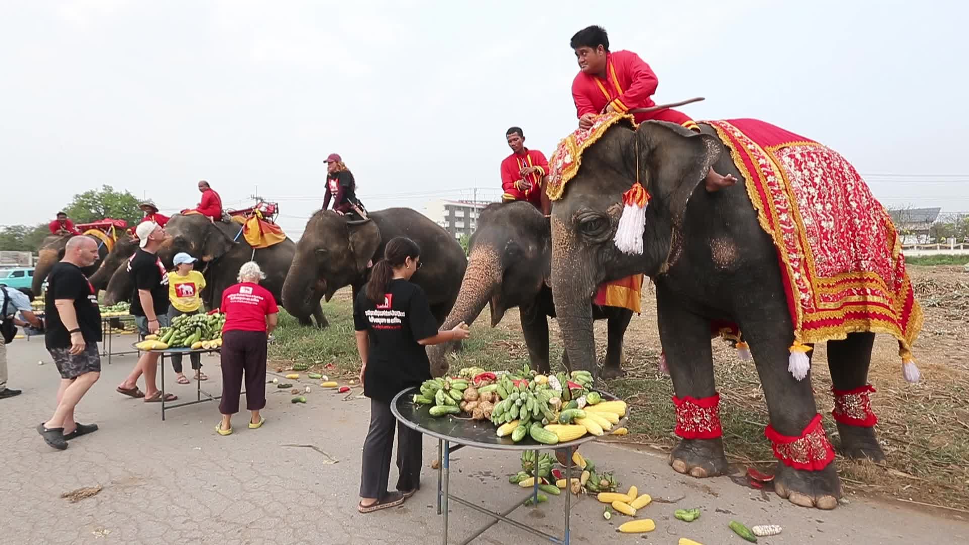  Thailand's national elephant day celebration