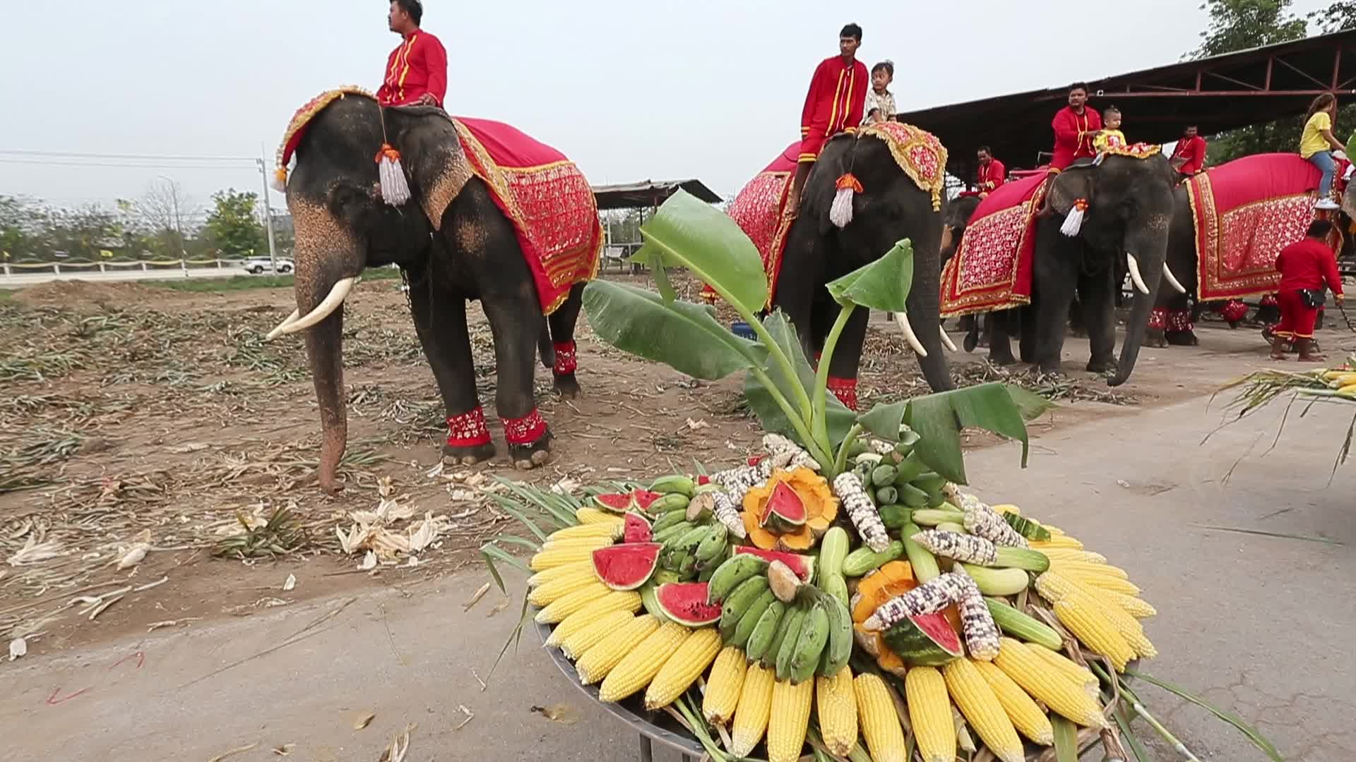  Thailand's national elephant day celebration