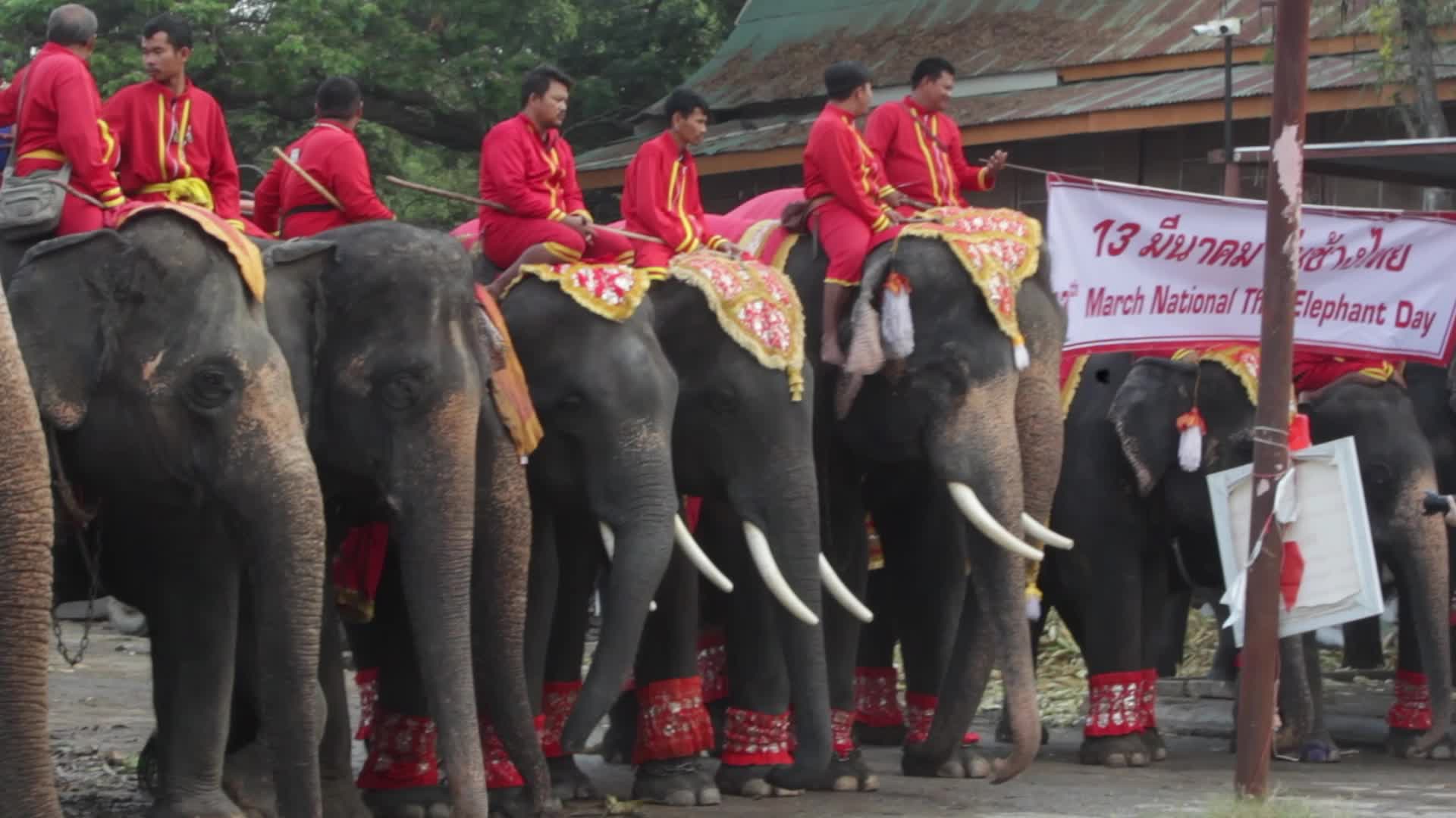  Thailand's national elephant day celebration