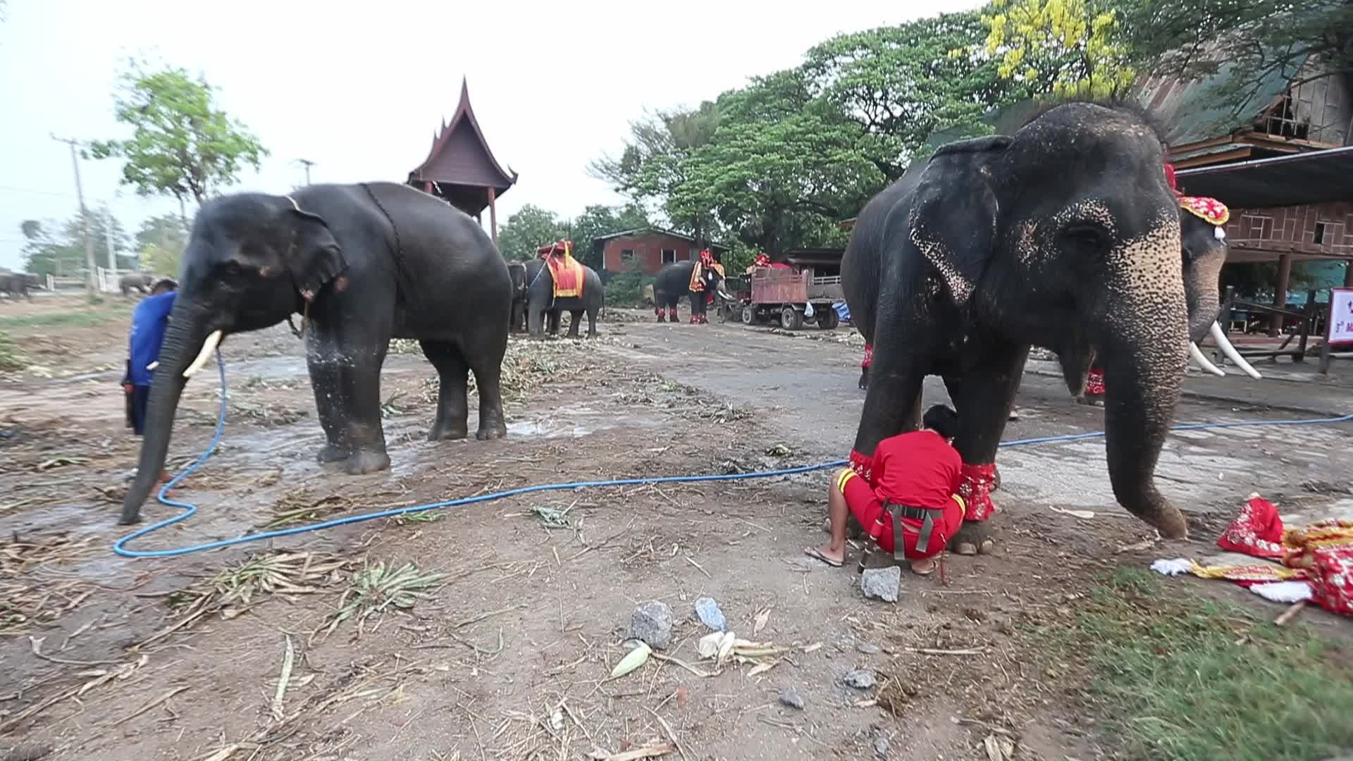  Thailand's national elephant day celebration