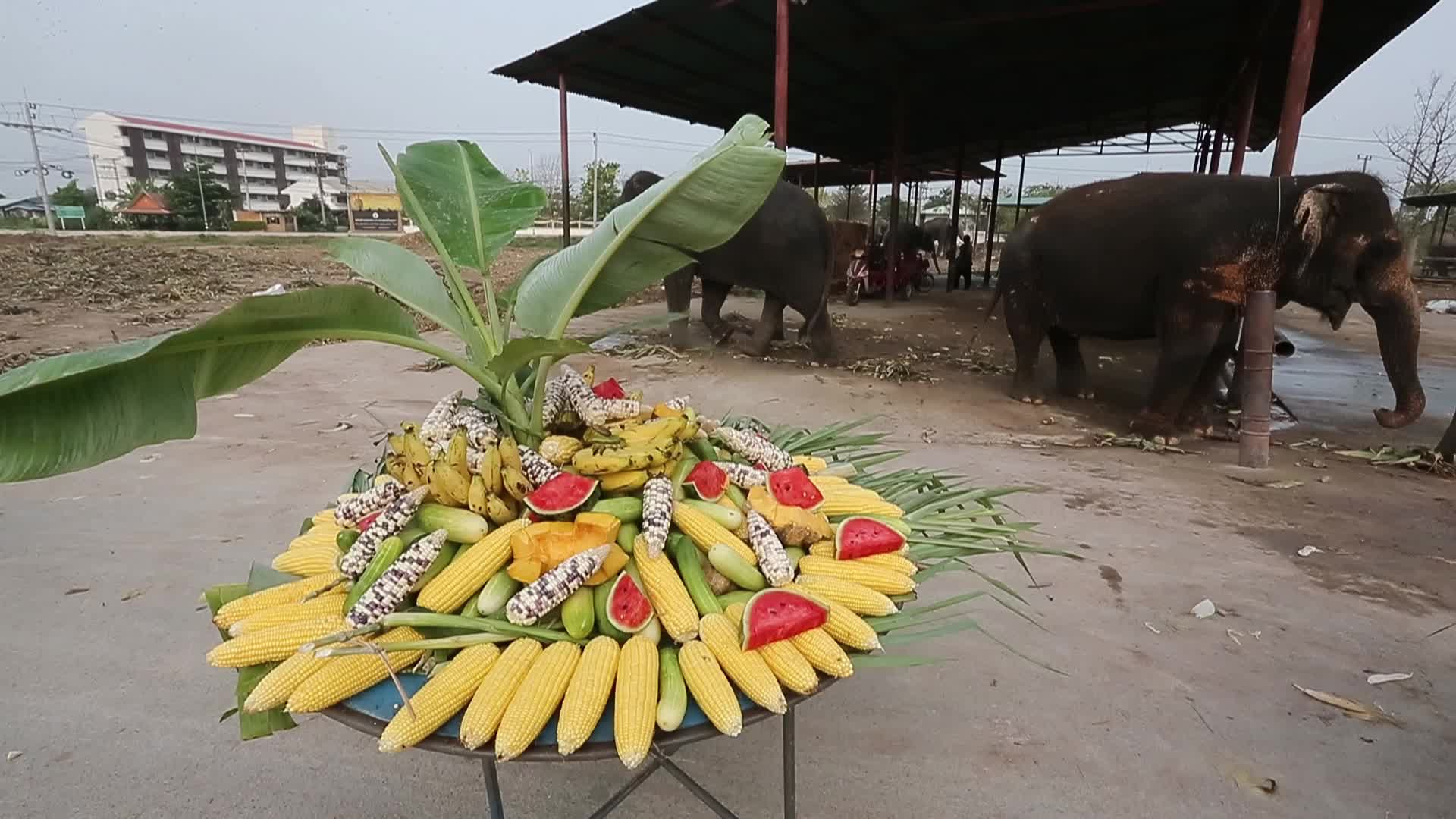  Thailand's national elephant day celebration