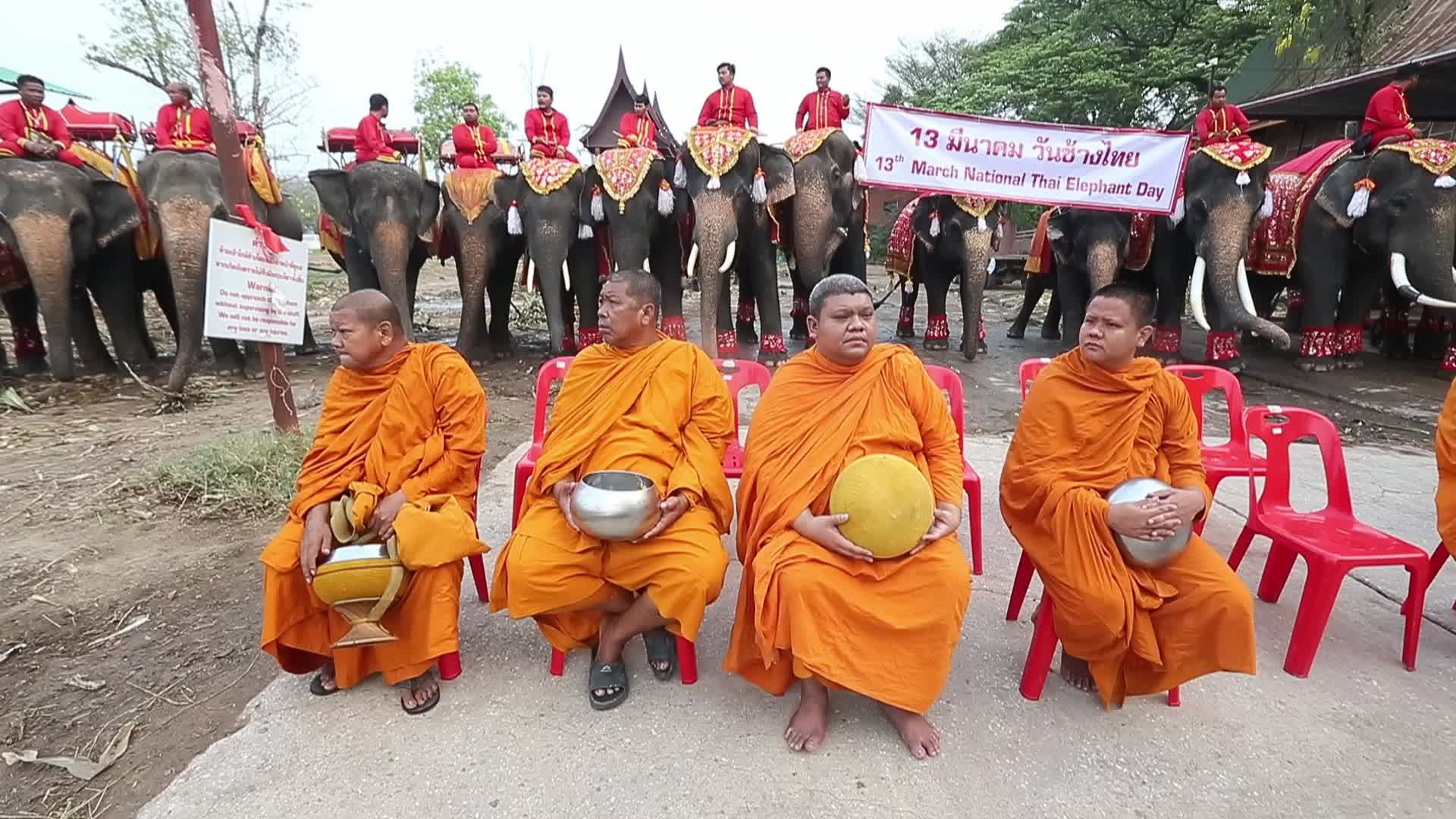  Thailand's national elephant day celebration