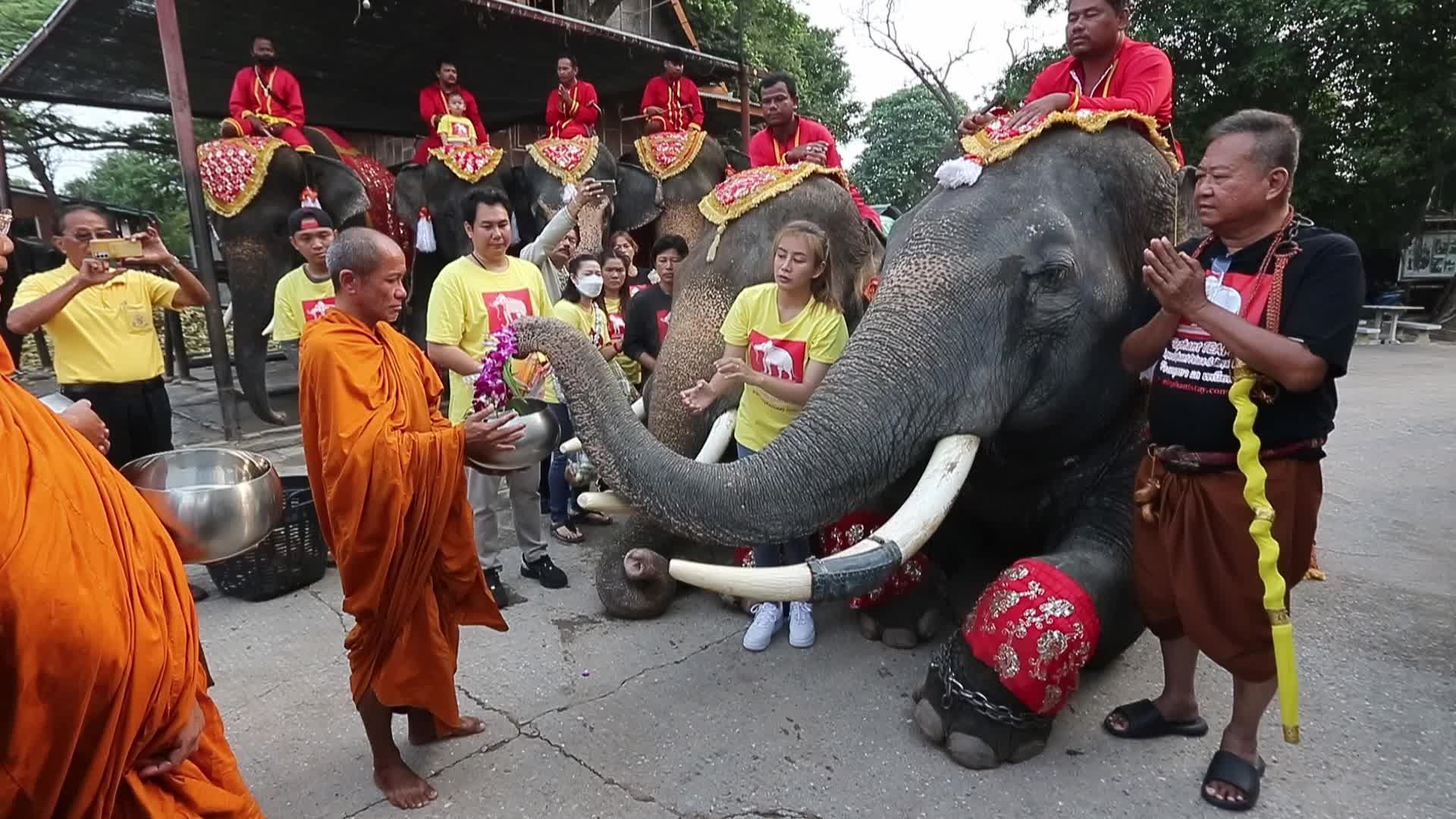  Thailand's national elephant day celebration