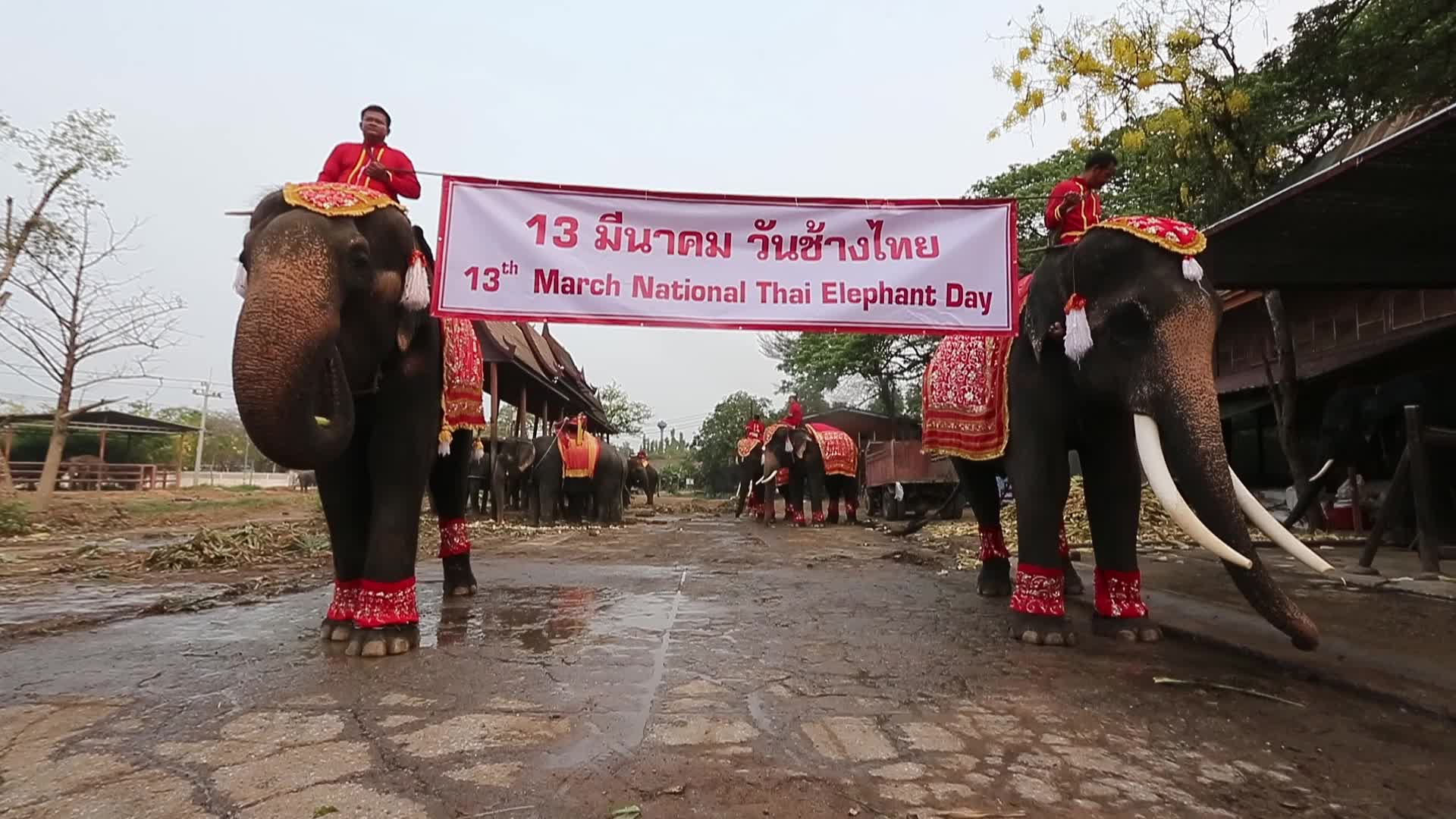  Thailand's national elephant day celebration