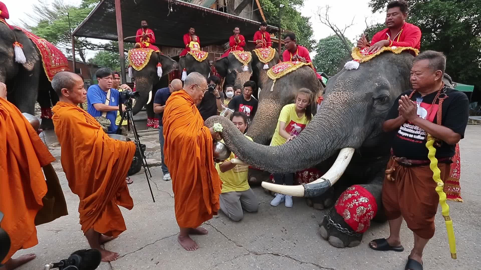  Thailand's national elephant day celebration