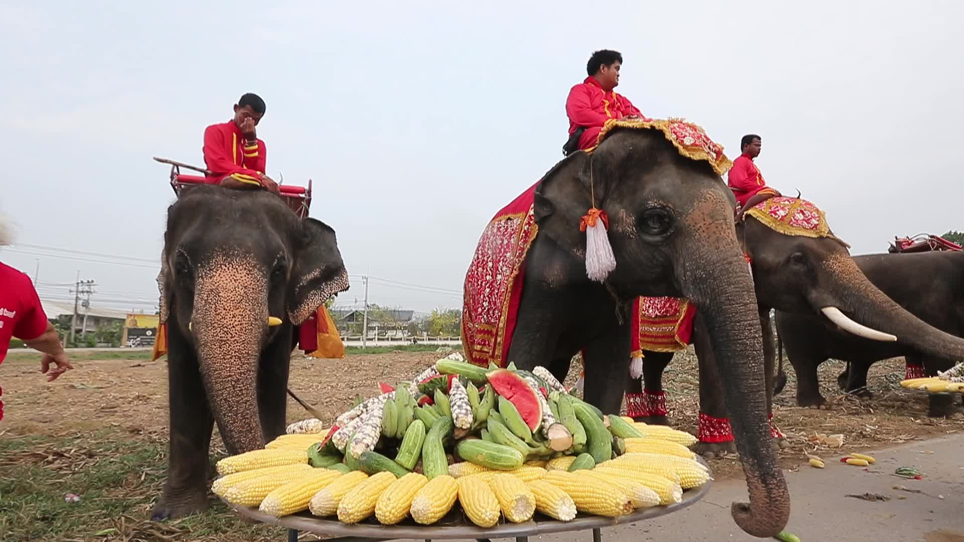  Thailand's national elephant day celebration