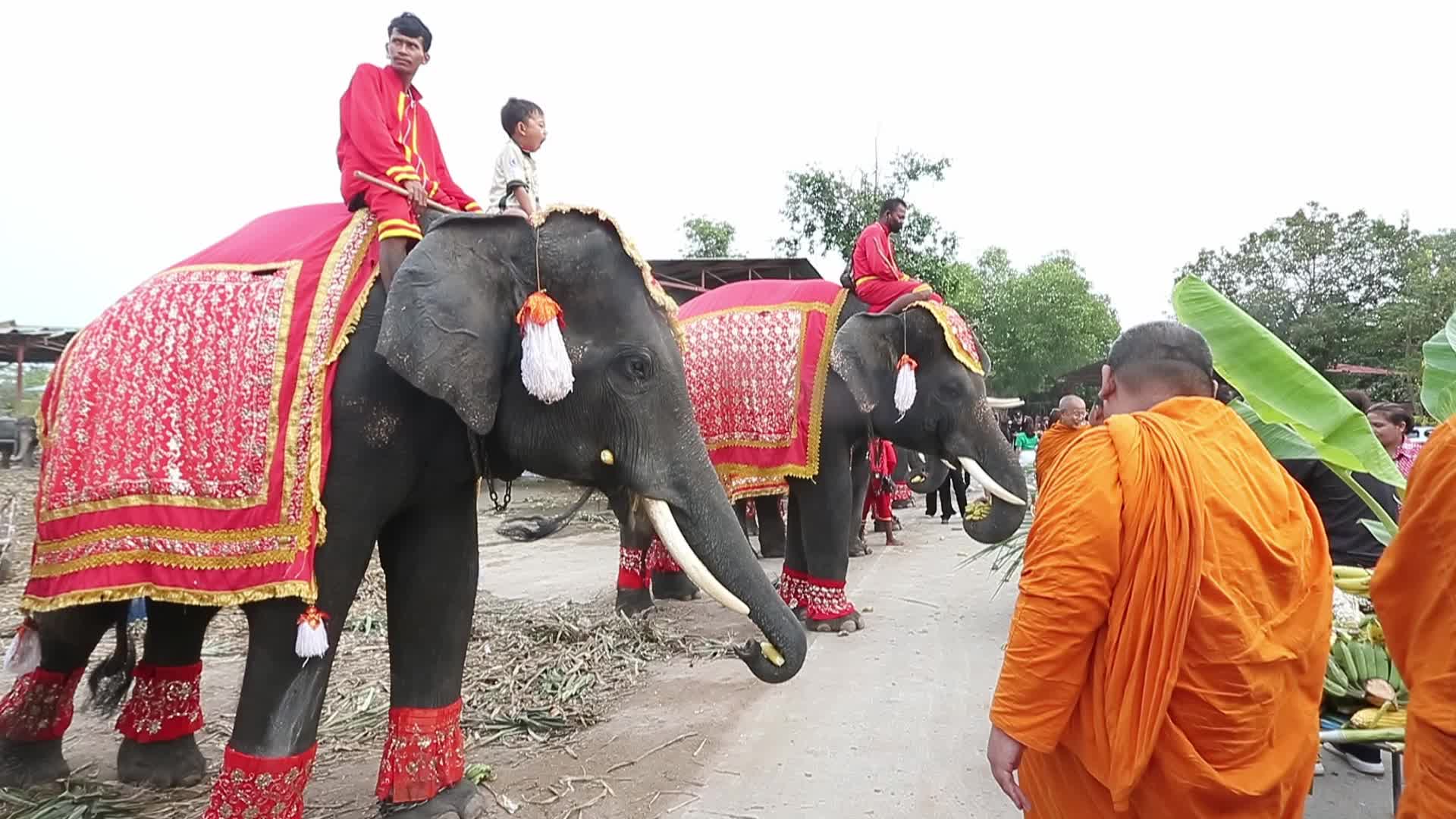  Thailand's national elephant day celebration