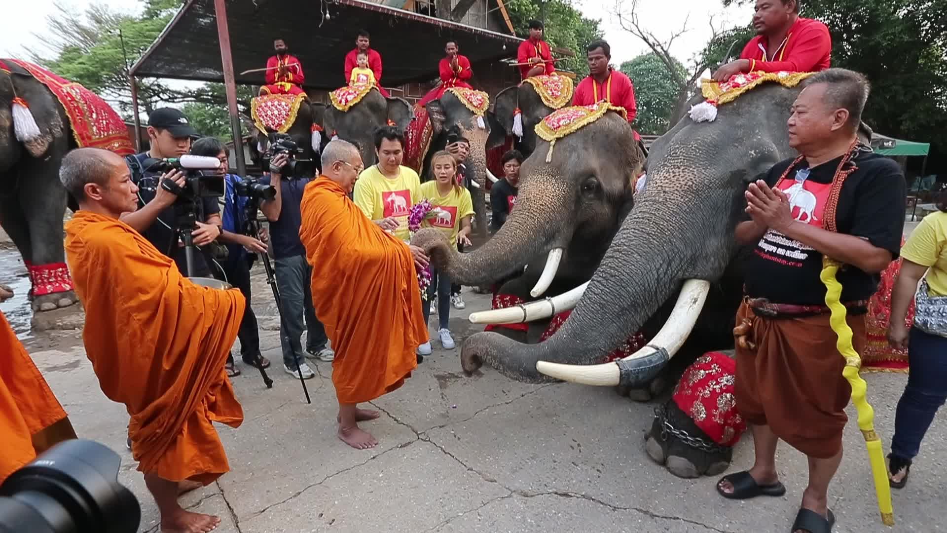  Thailand's national elephant day celebration