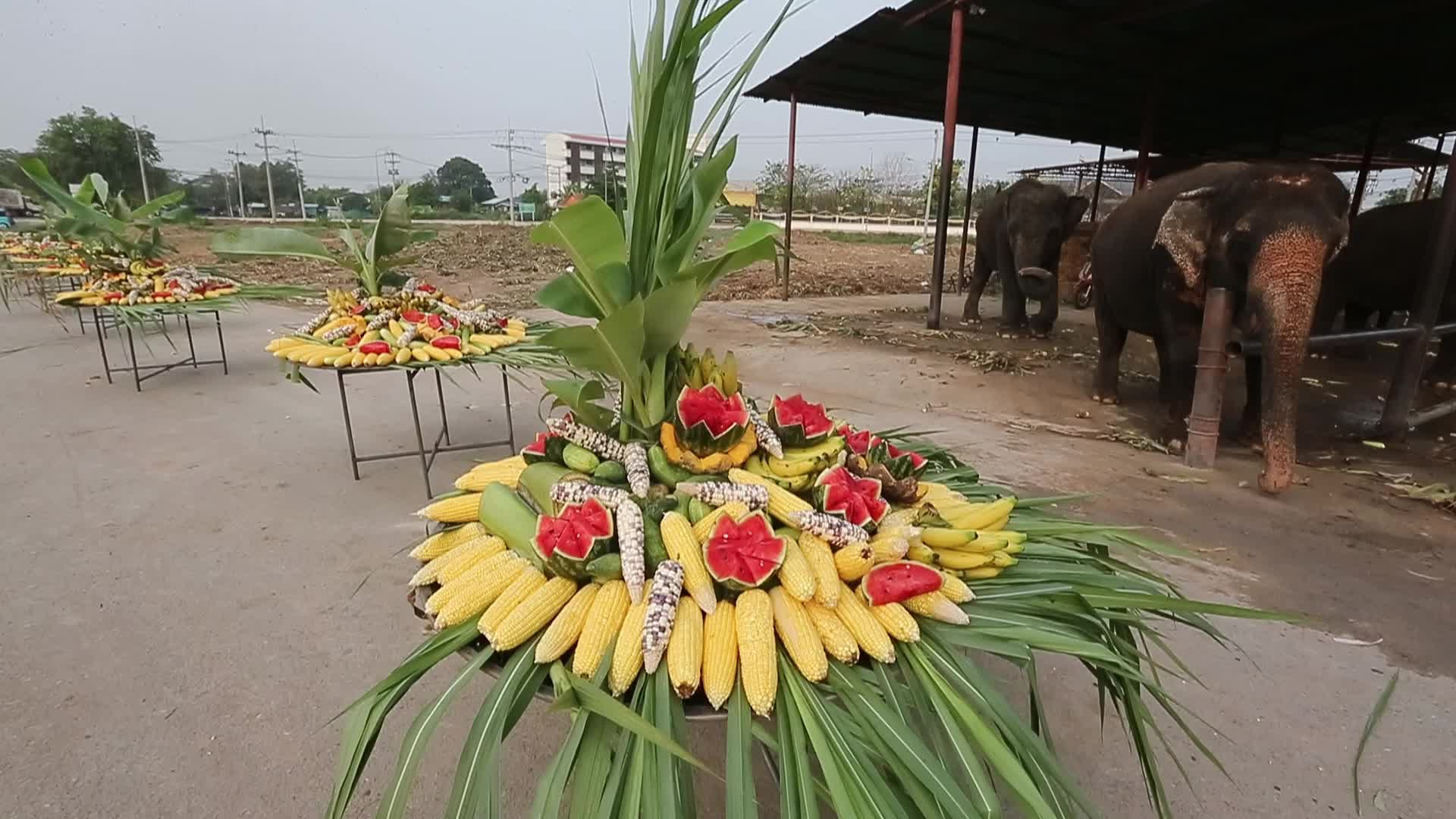  Thailand's national elephant day celebration