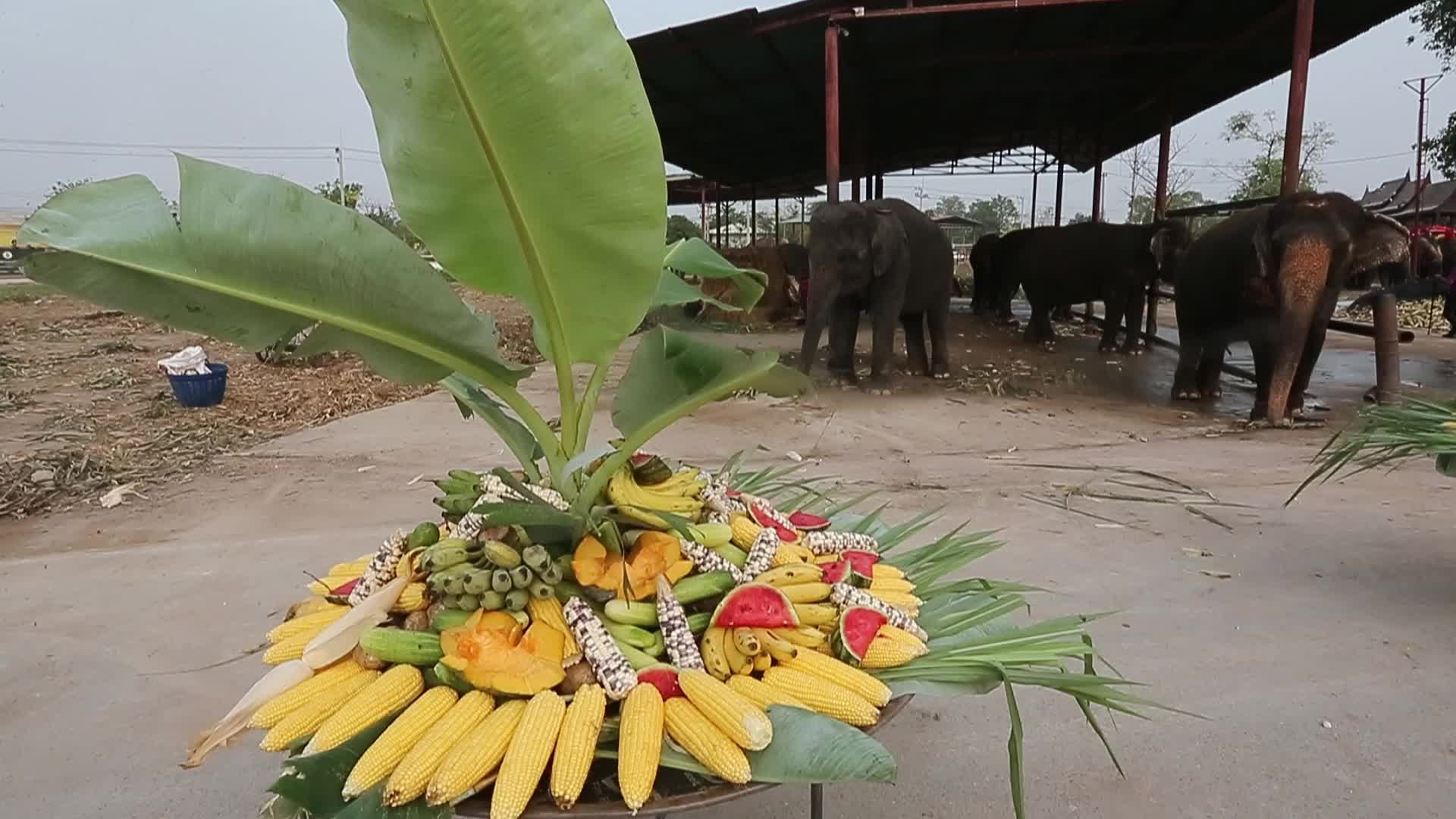  Thailand's national elephant day celebration