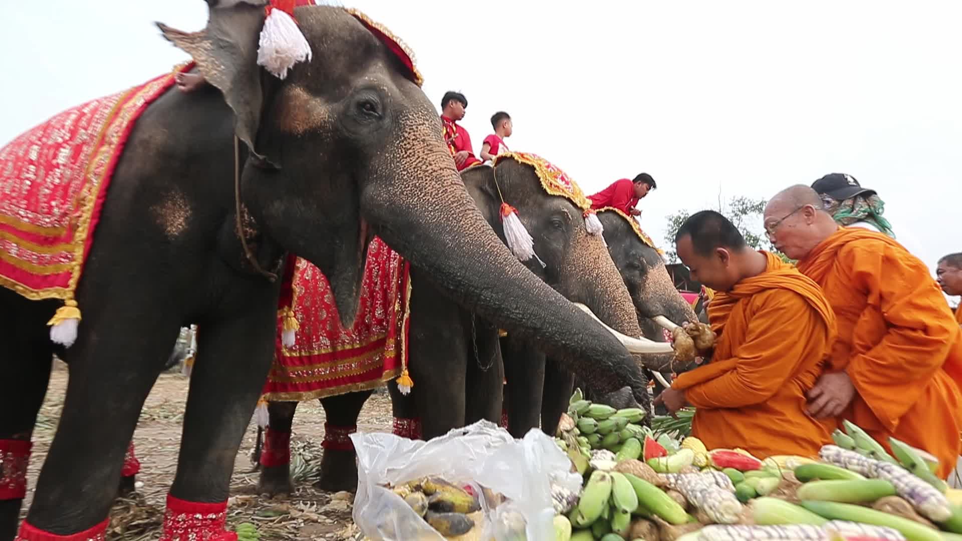  Thailand's national elephant day celebration