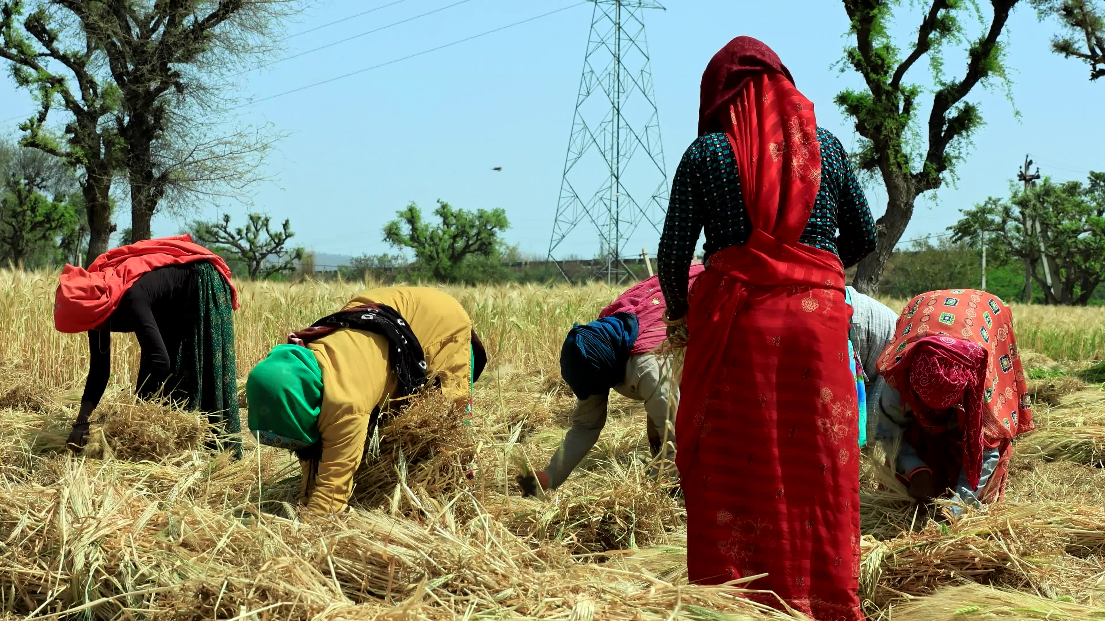 Farmers Works At Barley Field In Jaipur