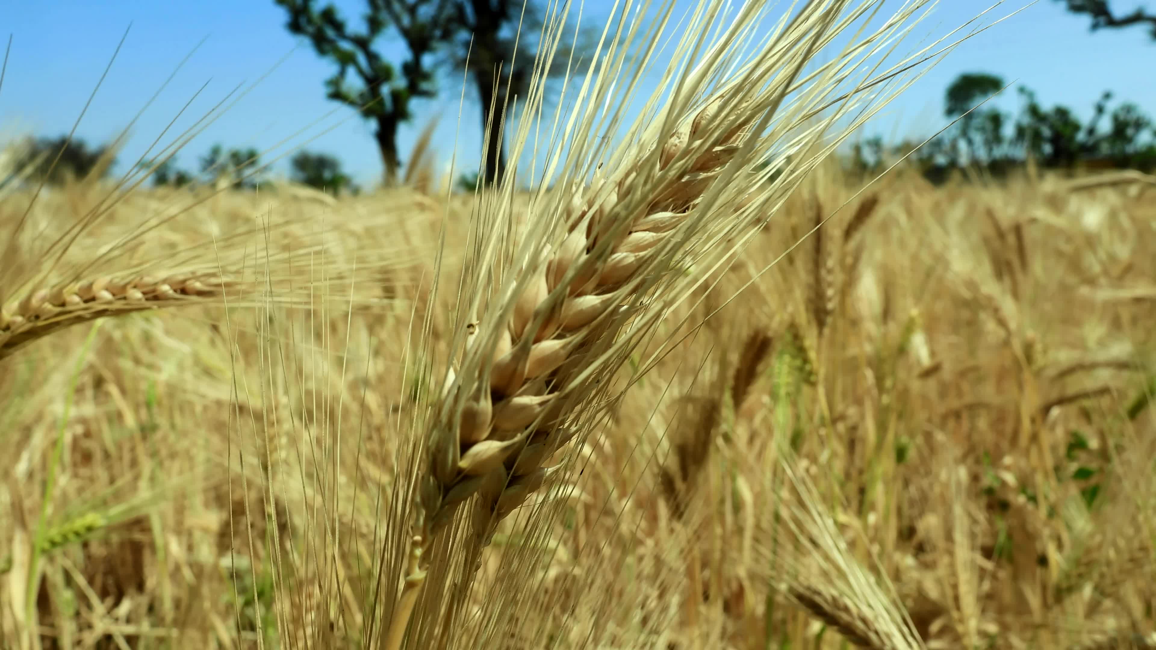 Farmers Works At Barley Field In Jaipur