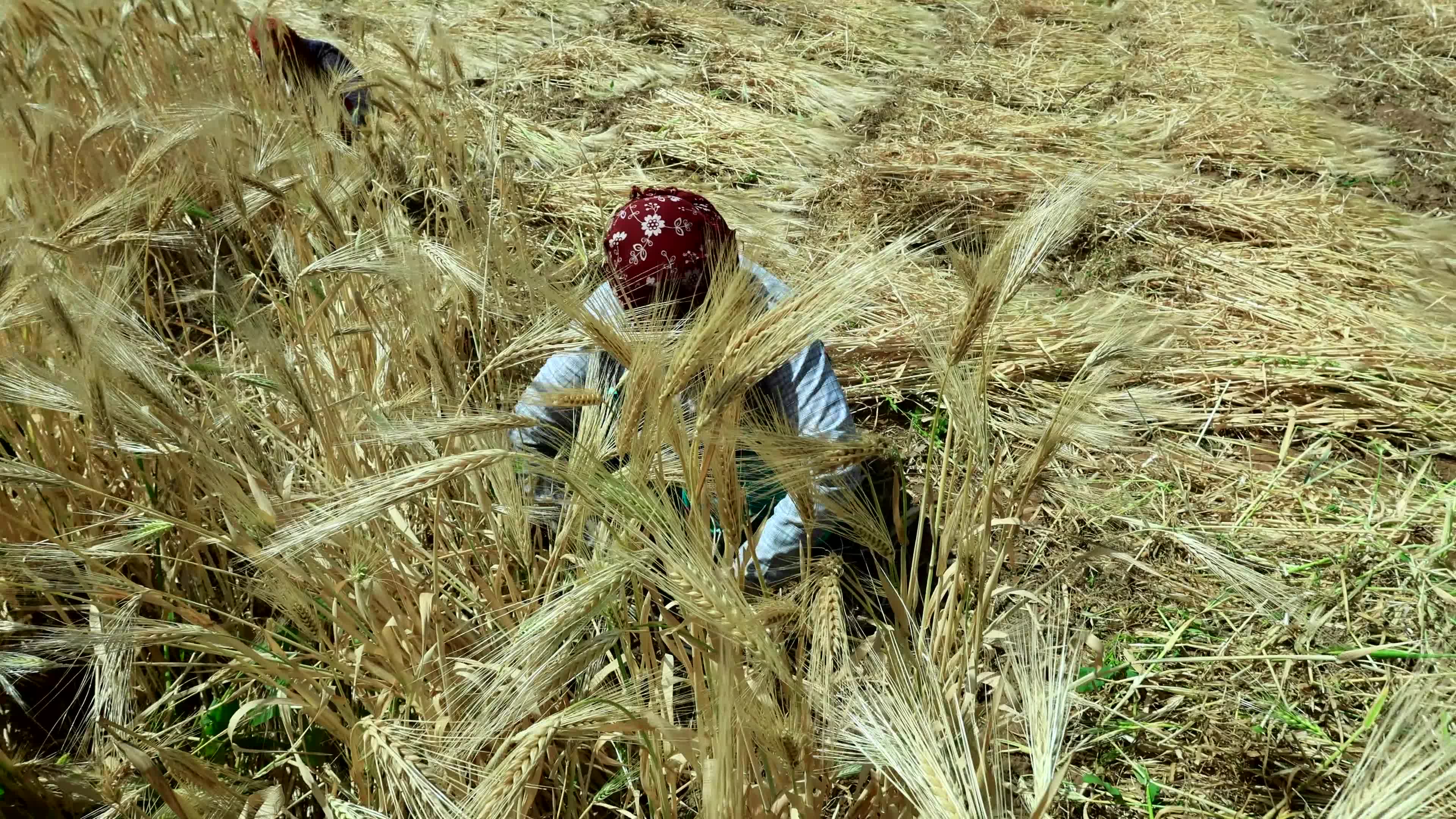 Farmers Works At Barley Field In Jaipur