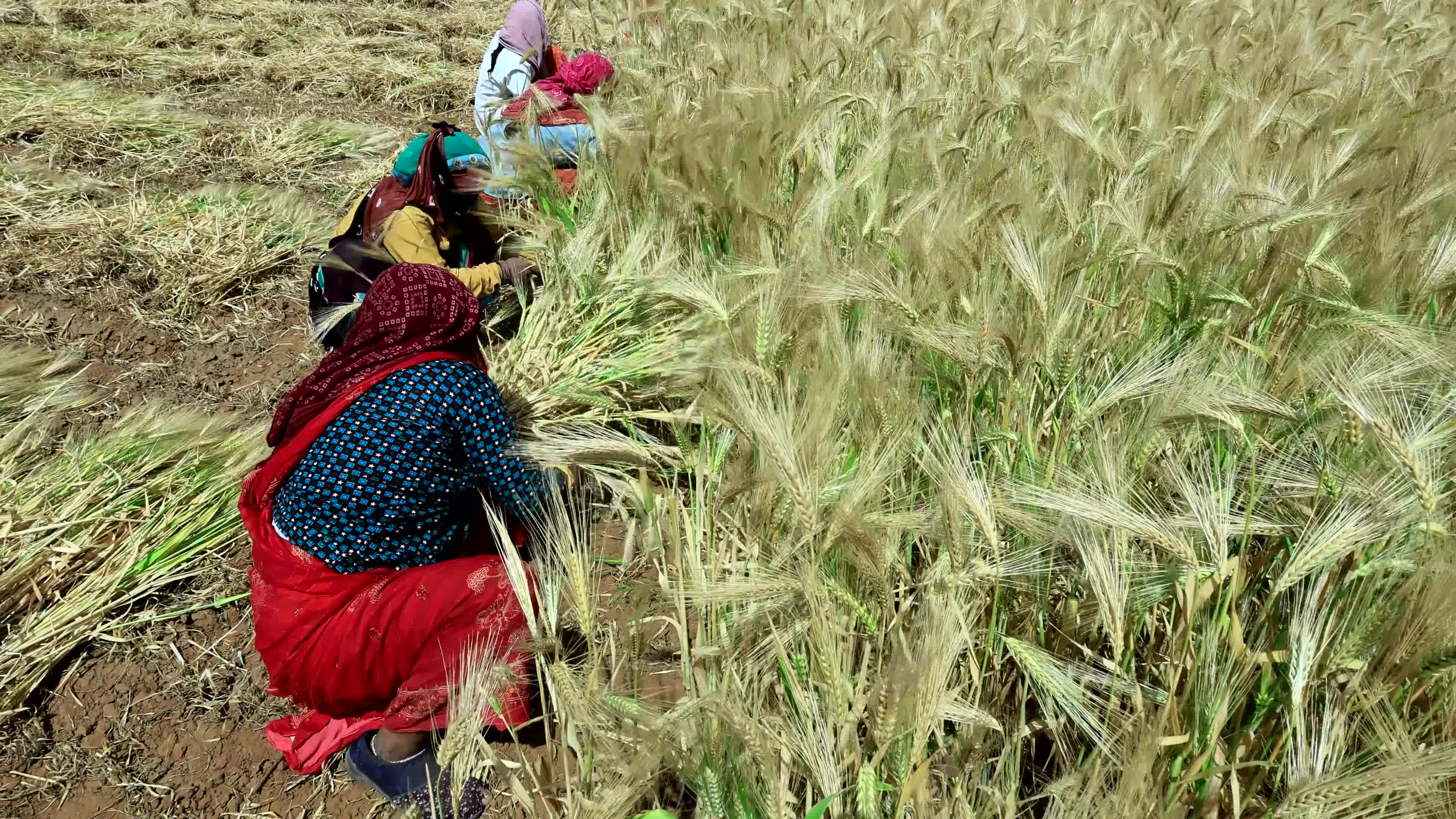 Farmers Works At Barley Field In Jaipur
