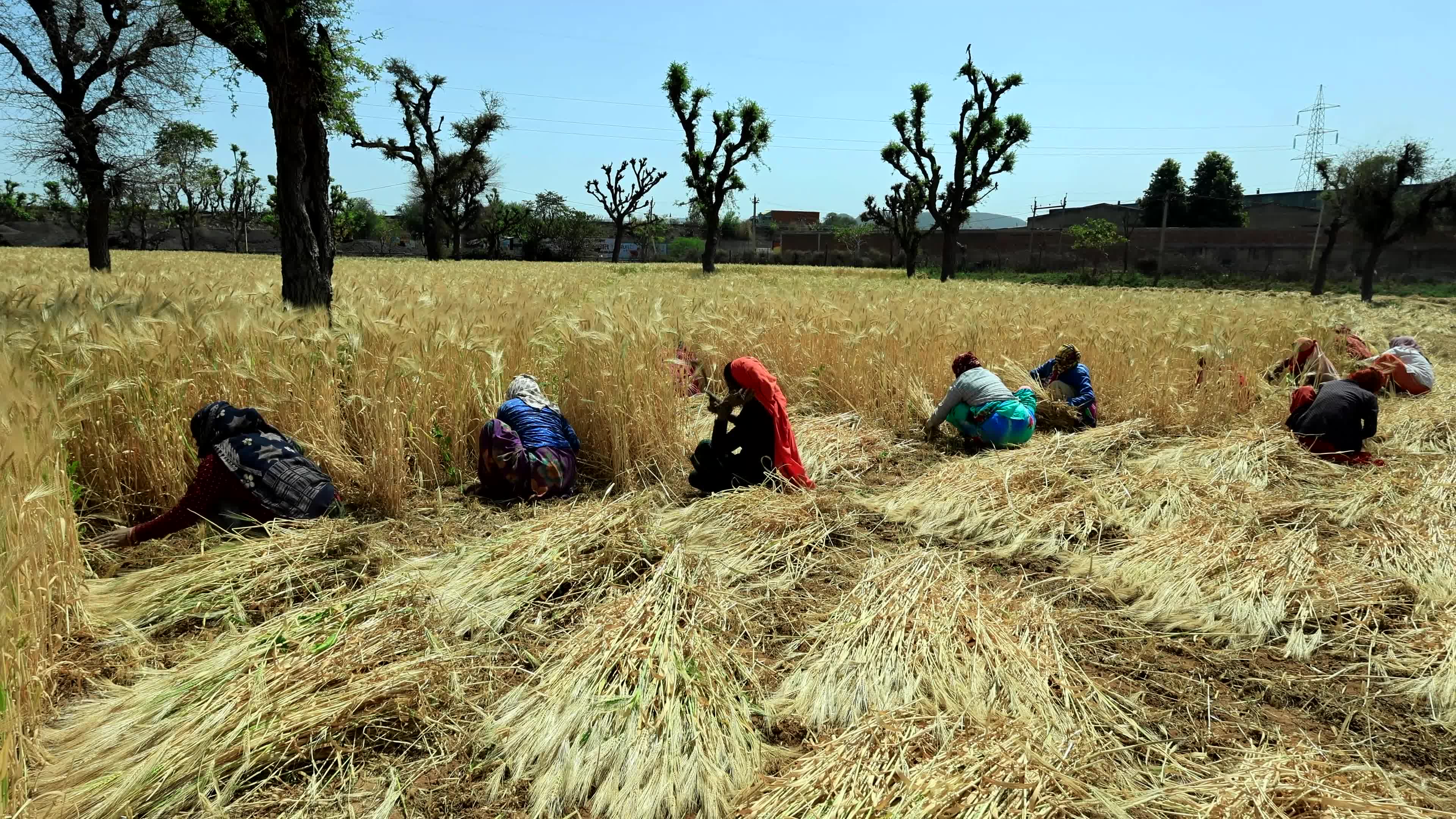Farmers Works At Barley Field In Jaipur
