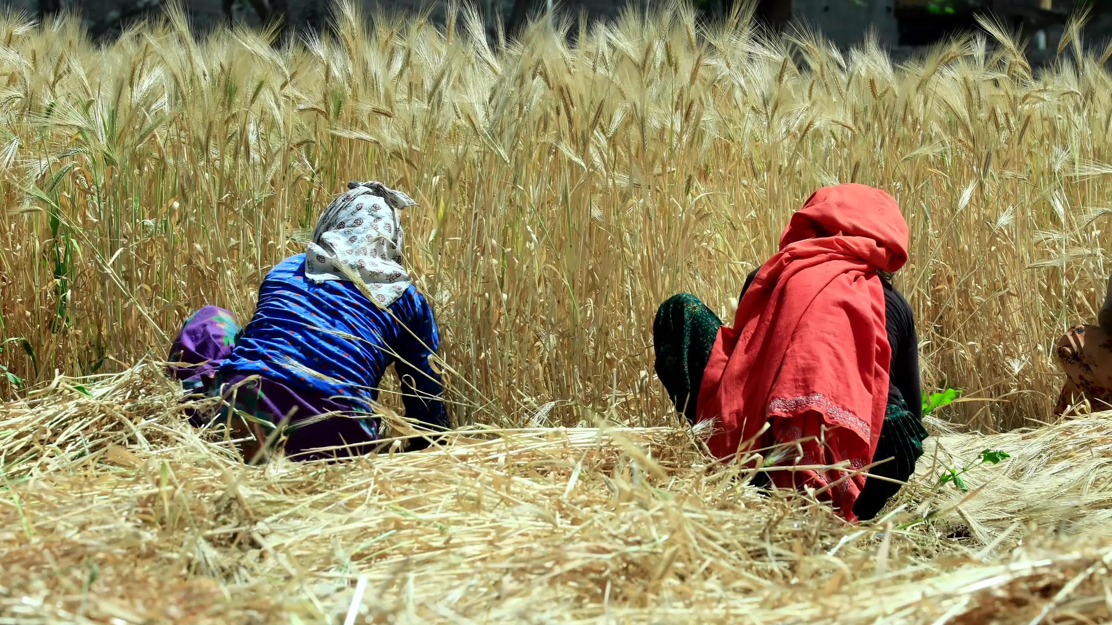 Farmers Works At Barley Field In Jaipur