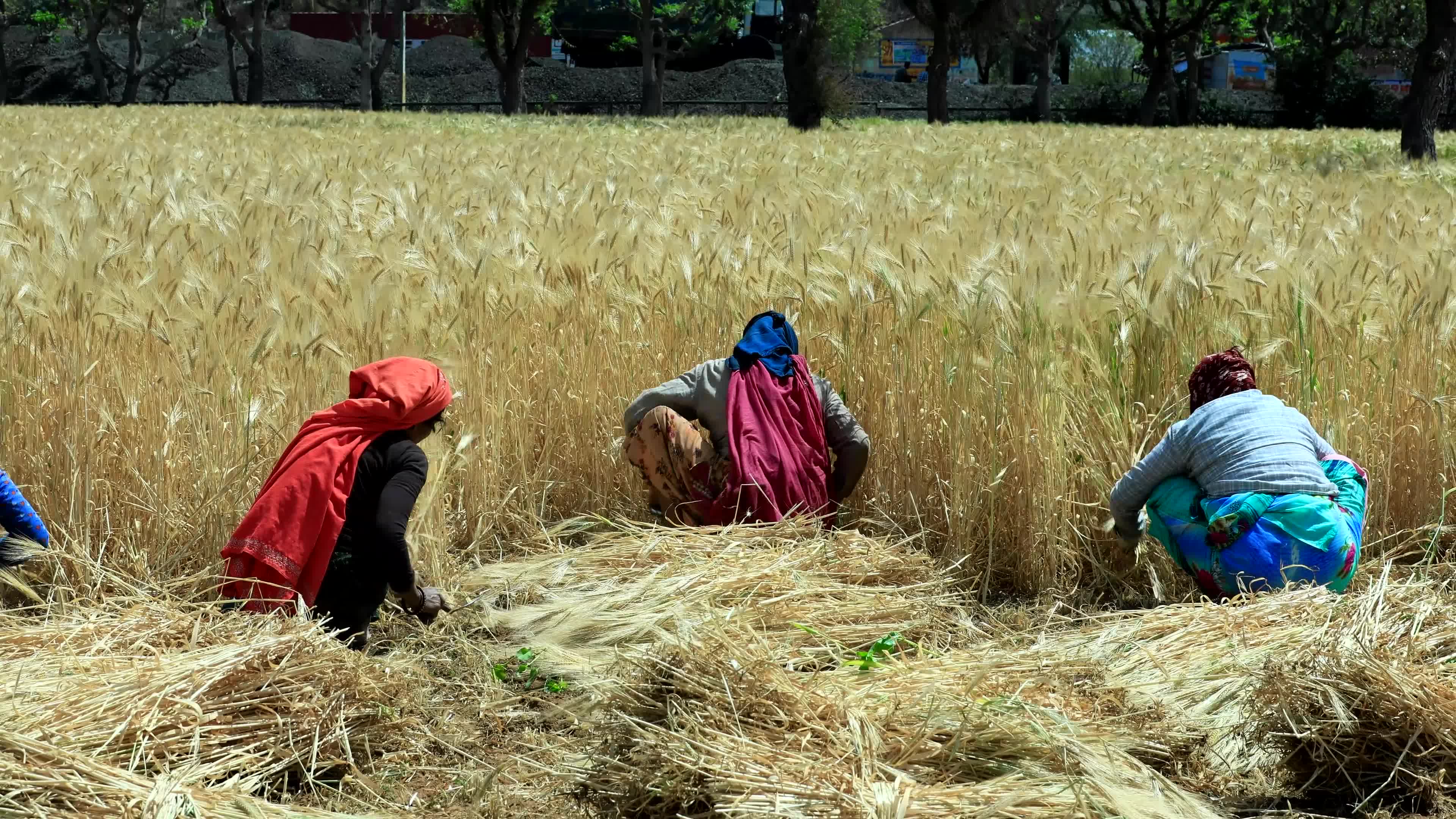 Farmers Works At Barley Field In Jaipur